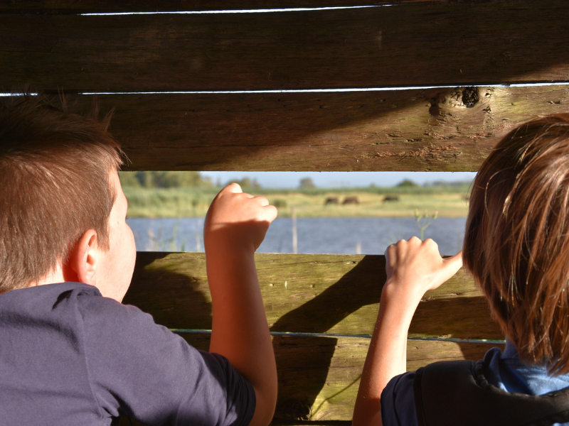 Samedi ornitho à Terres d'Oiseaux, Braud-et-Saint-Louis