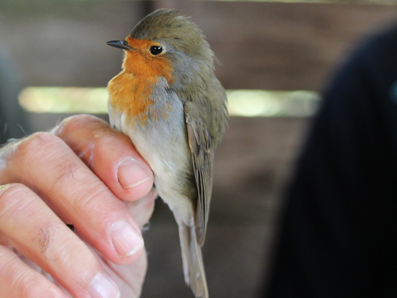 Bague à la patte à Terres d'Oiseaux, Braud-et-Saint-Louis - photo 3