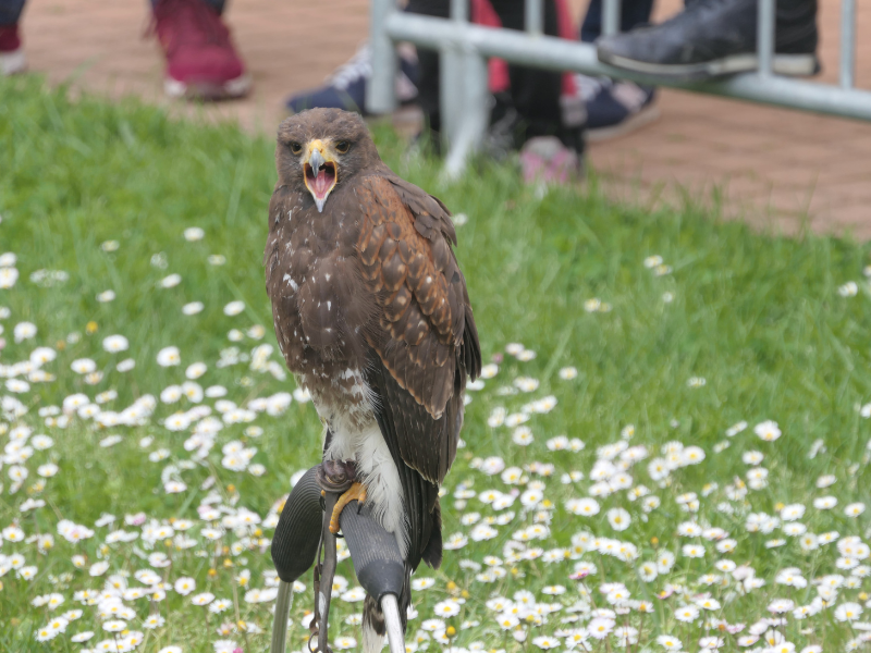 Fête des rapaces et "Spectacle de fauconnerie" à Terres d'Oiseaux, Braud-et-Saint-Louis - photo 9