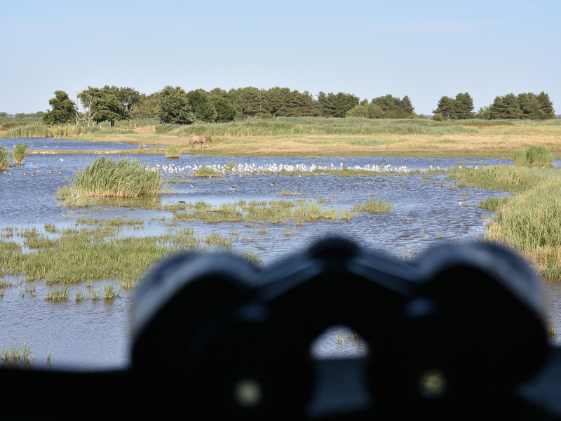 Fête de la nature - Portes Ouvertes à Terres d'Oiseaux, Braud-et-Saint-Louis - photo 2