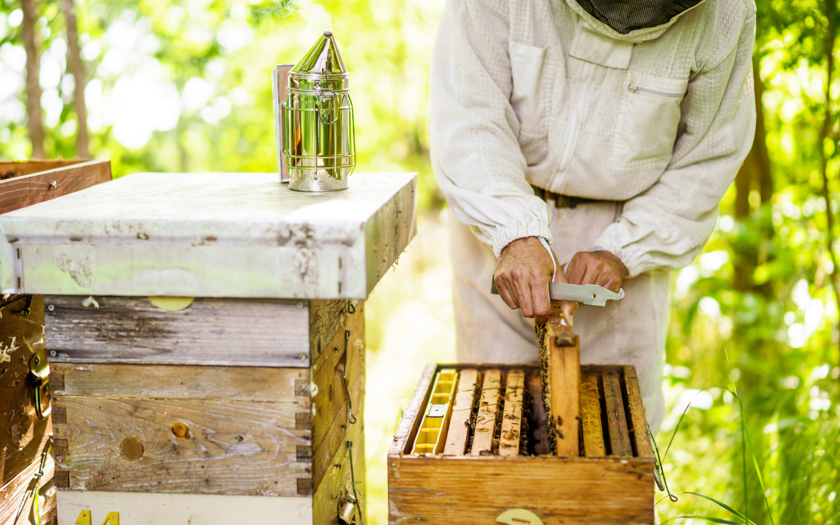 Découverte de l'apiculture et de l'abeille noire des Landes — visuel événement