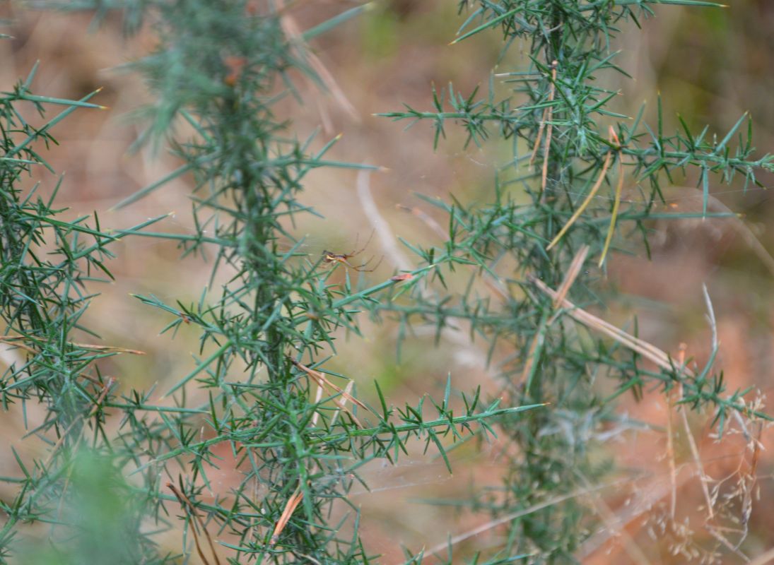 La Lande à serpentine de la Rousseille, Saint-Hilaire-les-Places - photo 15