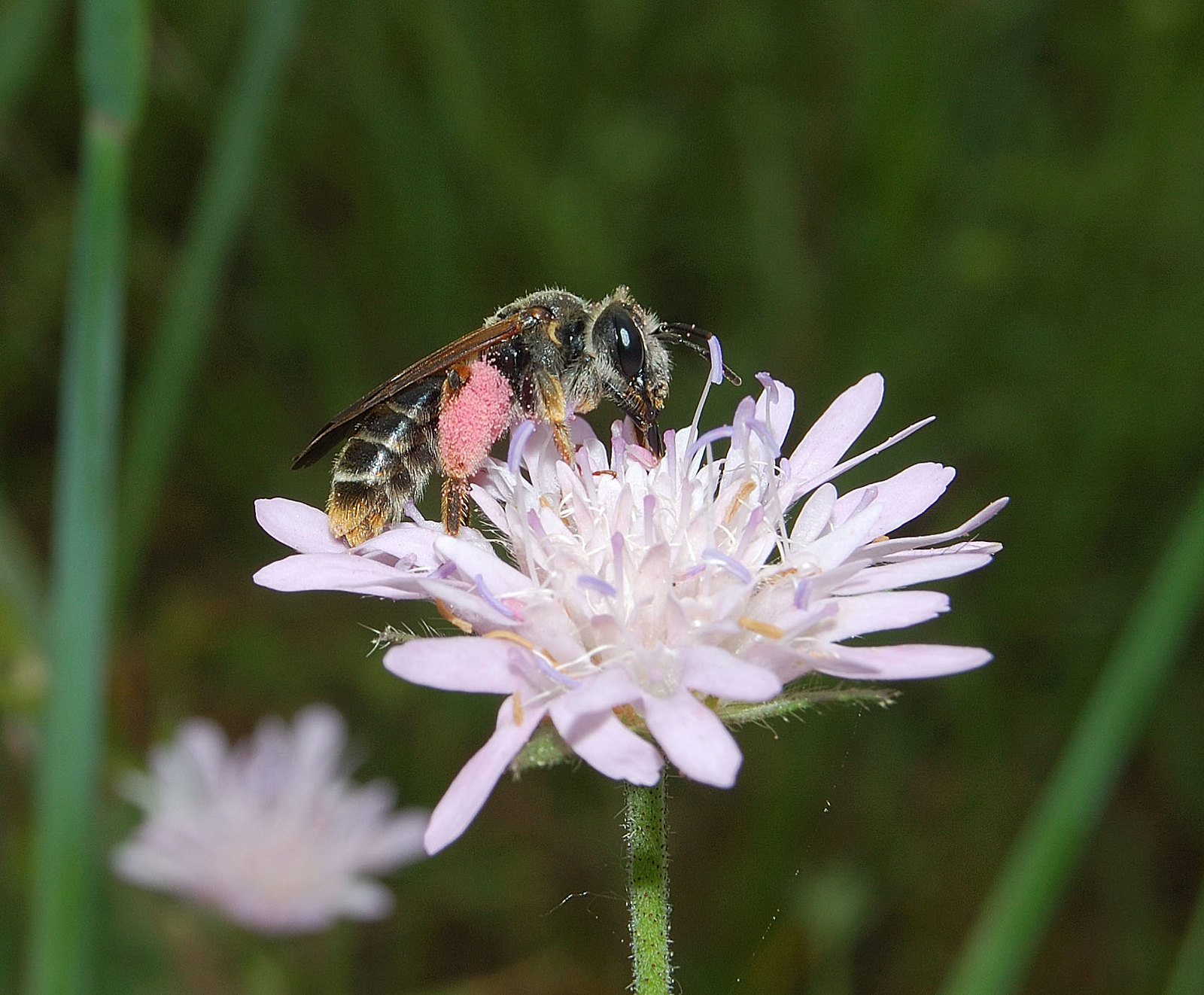 Abeilles & fleurs des champs