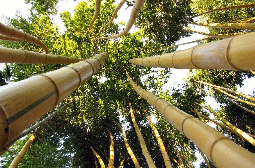 Jardin les Bambous de Planbuisson, Le Buisson-de-Cadouin - photo 4