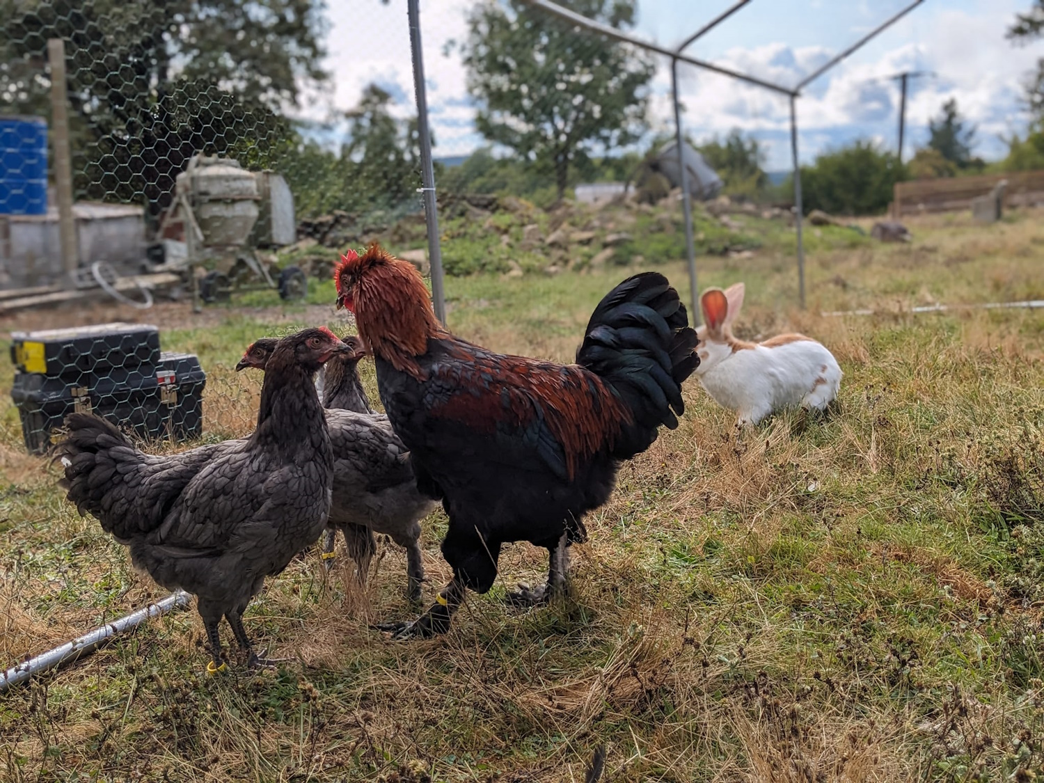 La ferme de Maillofargueix – La biodiversité par l’éco pâturage, Bersac-sur-Rivalier - photo 8