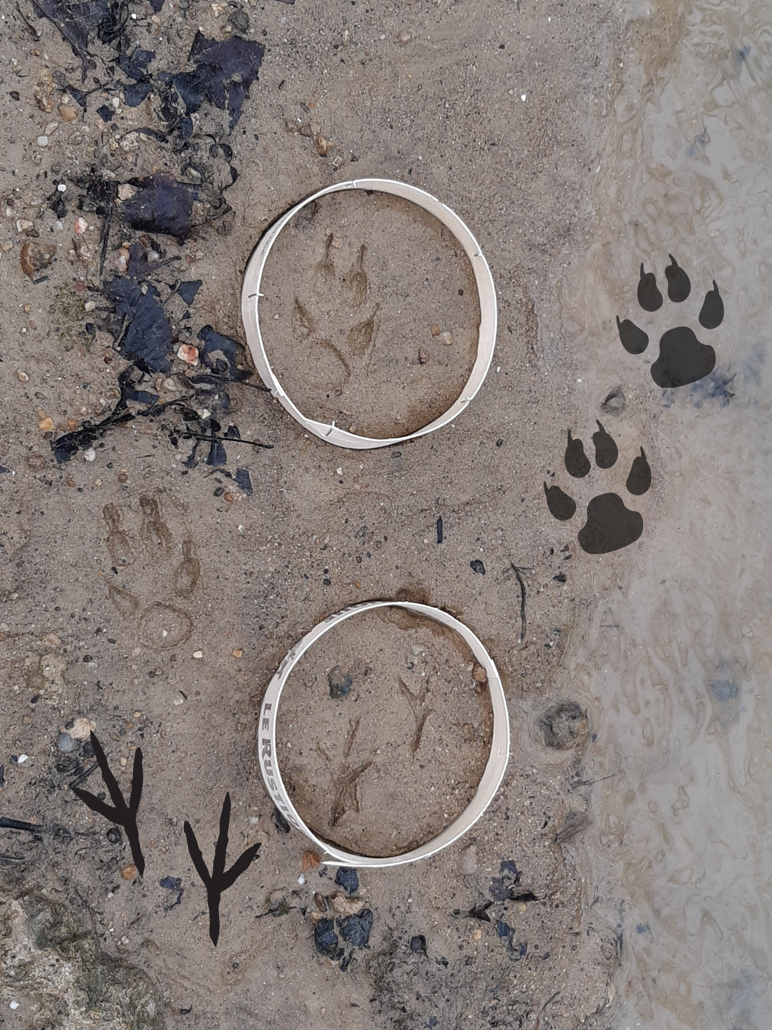Animation nature en famille : Patte après Patte - photo 2