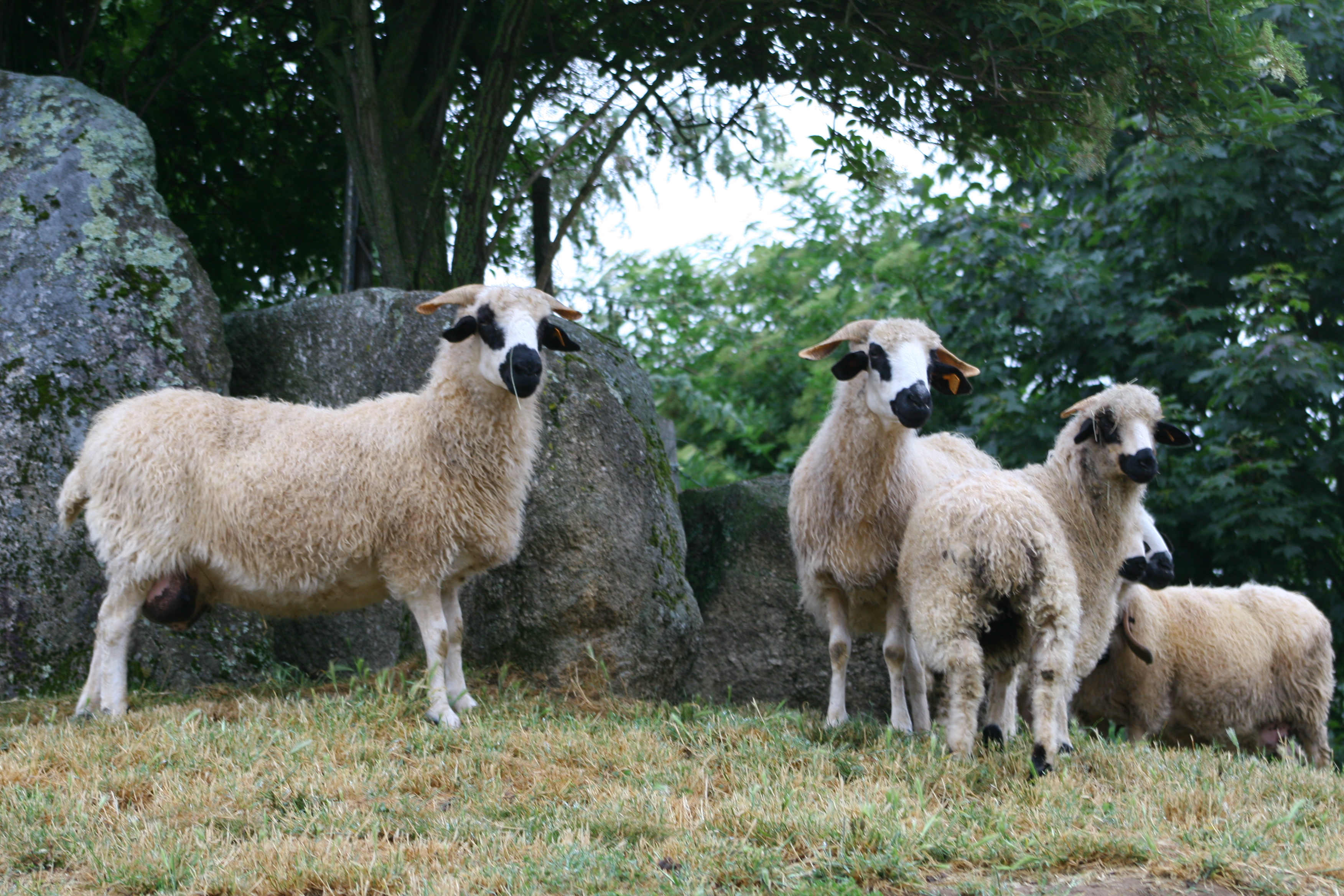 Parc Touristique Mouton Village, Vasles - photo 8