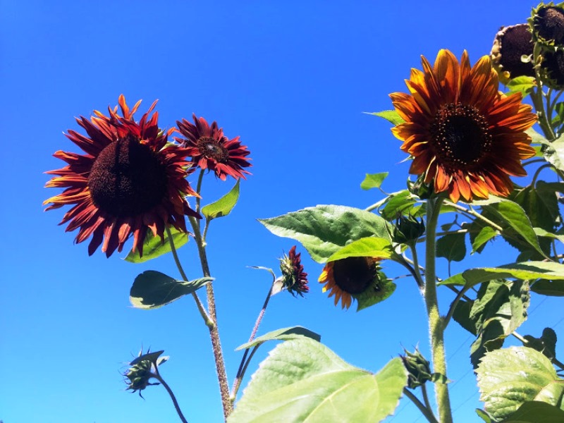 Aire Naturelle Le Moulin de Lacombe, Saint-Geniez-ô-Merle - photo 22