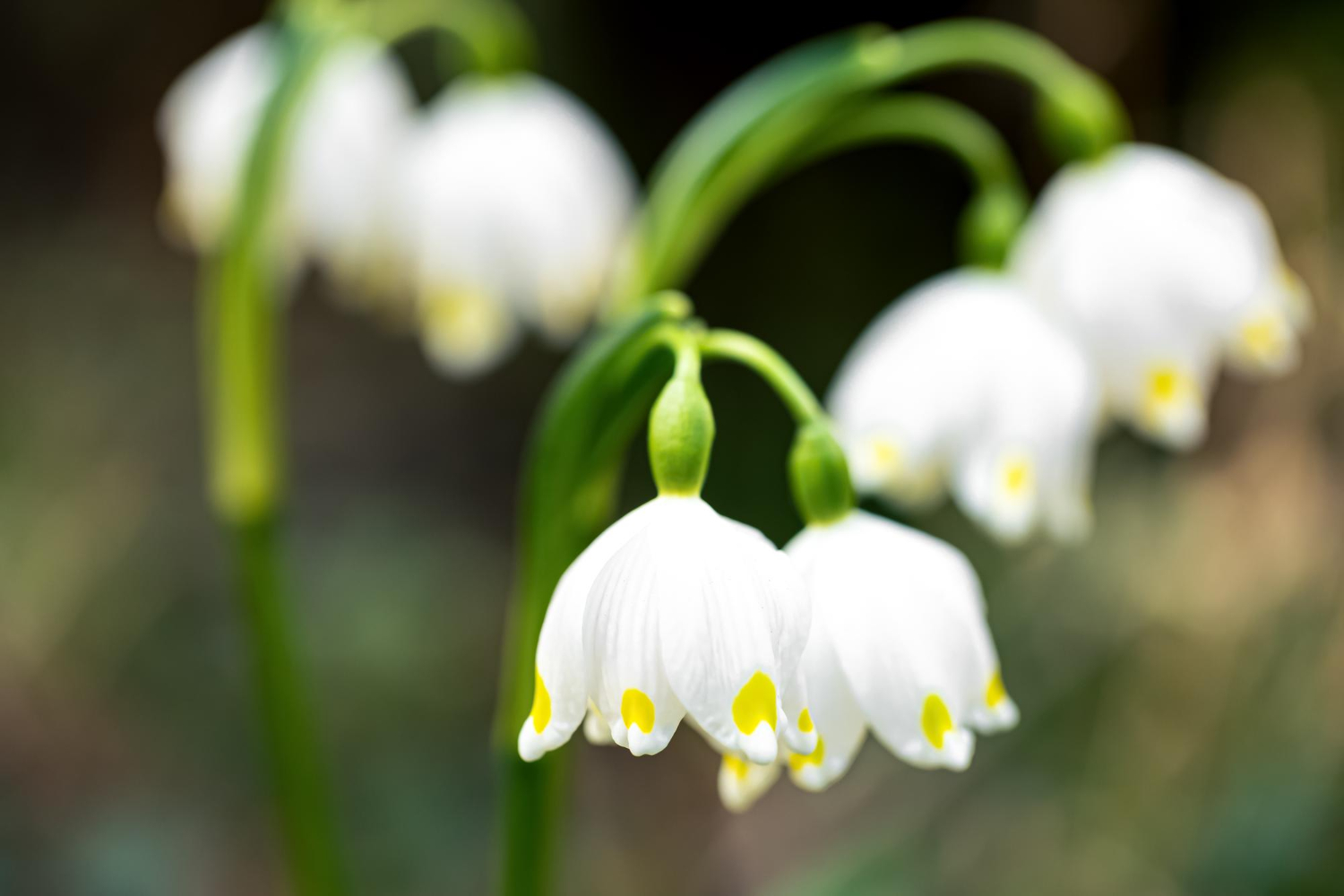 Atelier : Mon muguet porte bonheur — visuel événement