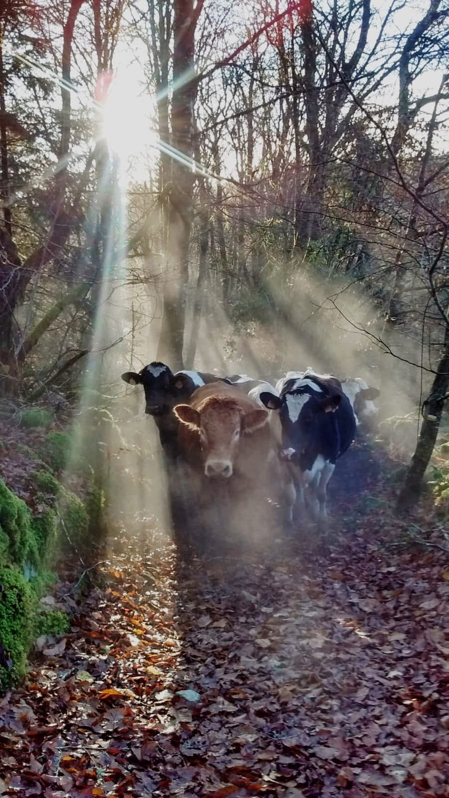 Ferme Fromagère Lou Roc - photo 2