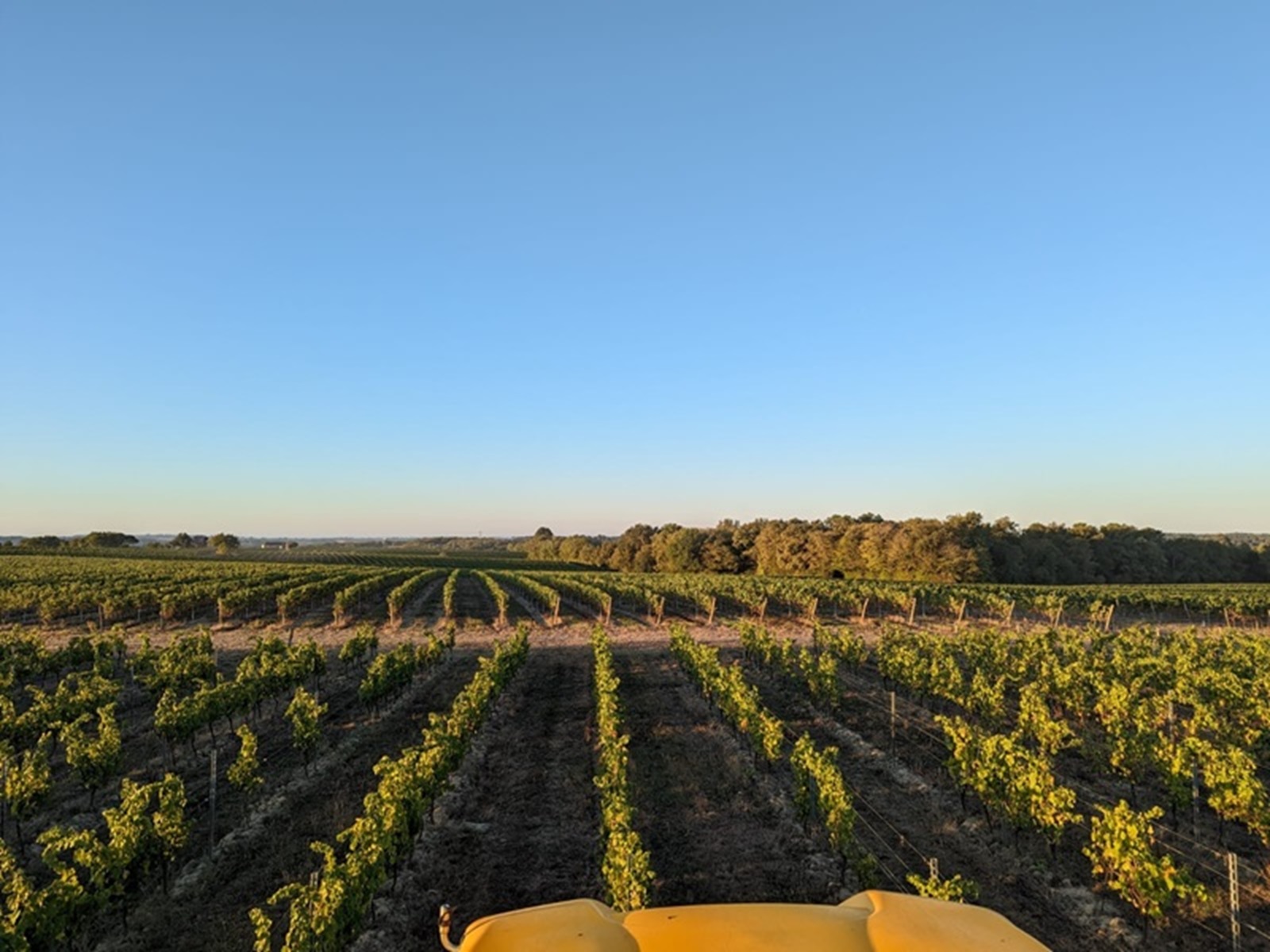 Château Terre Blanque - photo 4