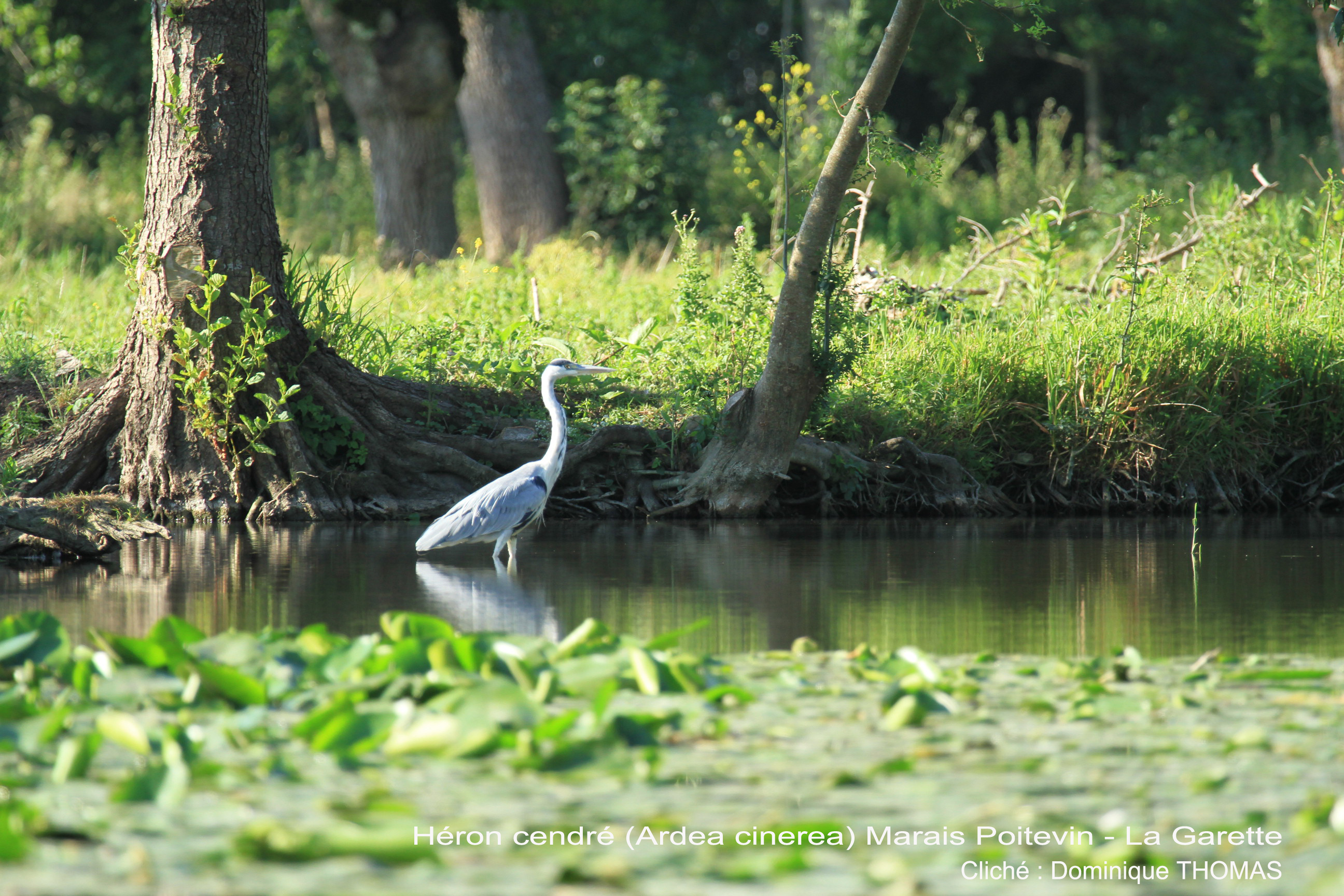 Gîte Rural "La Grenouille", Sansais - photo 11