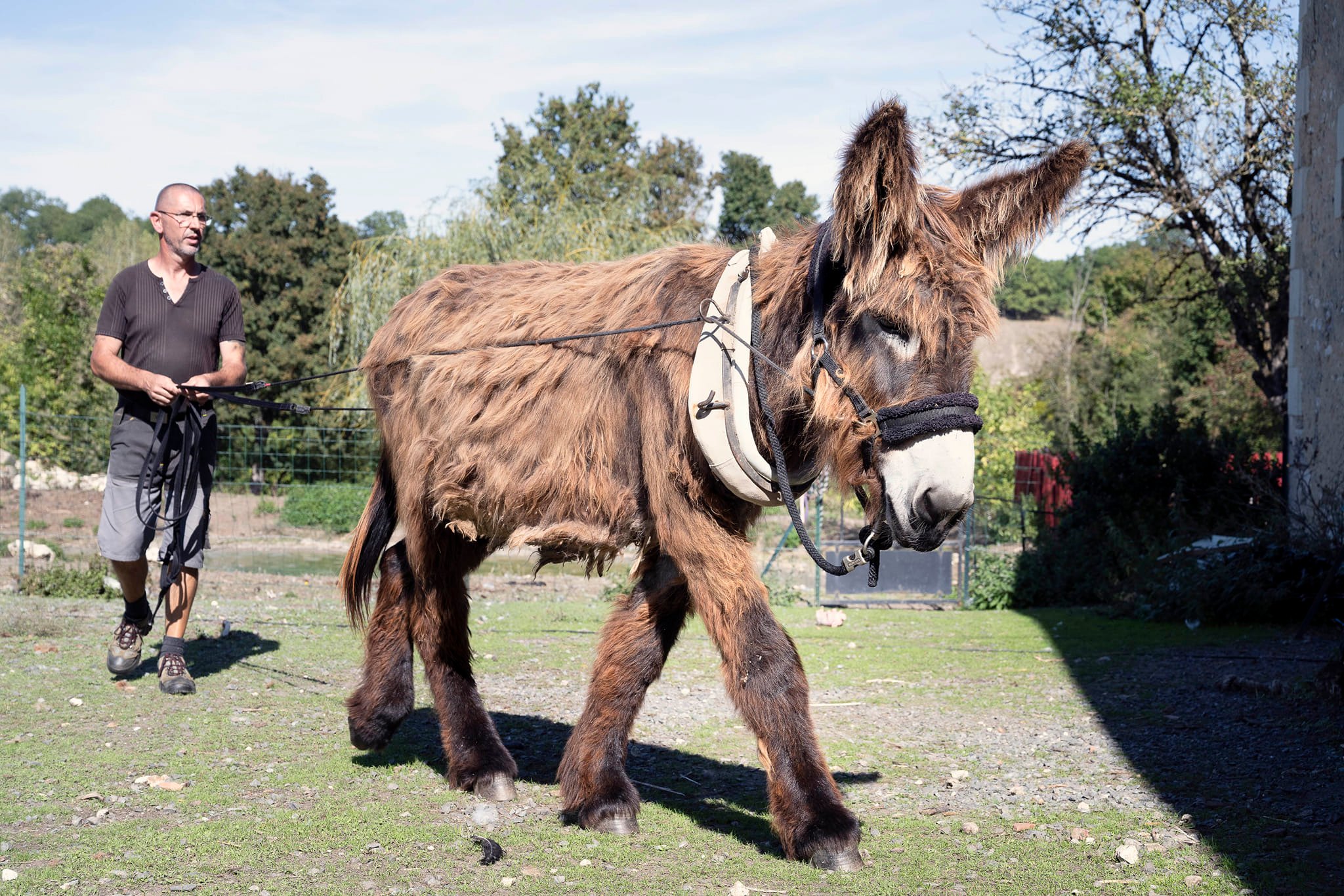 La p'tite ferme pays'âne — photo 3