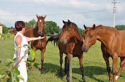 Chambres d'hôtes Le Petit Puy Loup, Saint-Amand-sur-Sèvre - photo 7