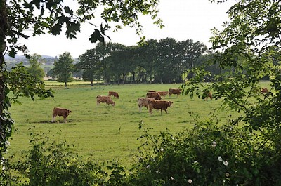 Chambres d'hôtes Le Petit Puy Loup, Saint-Amand-sur-Sèvre - photo 5