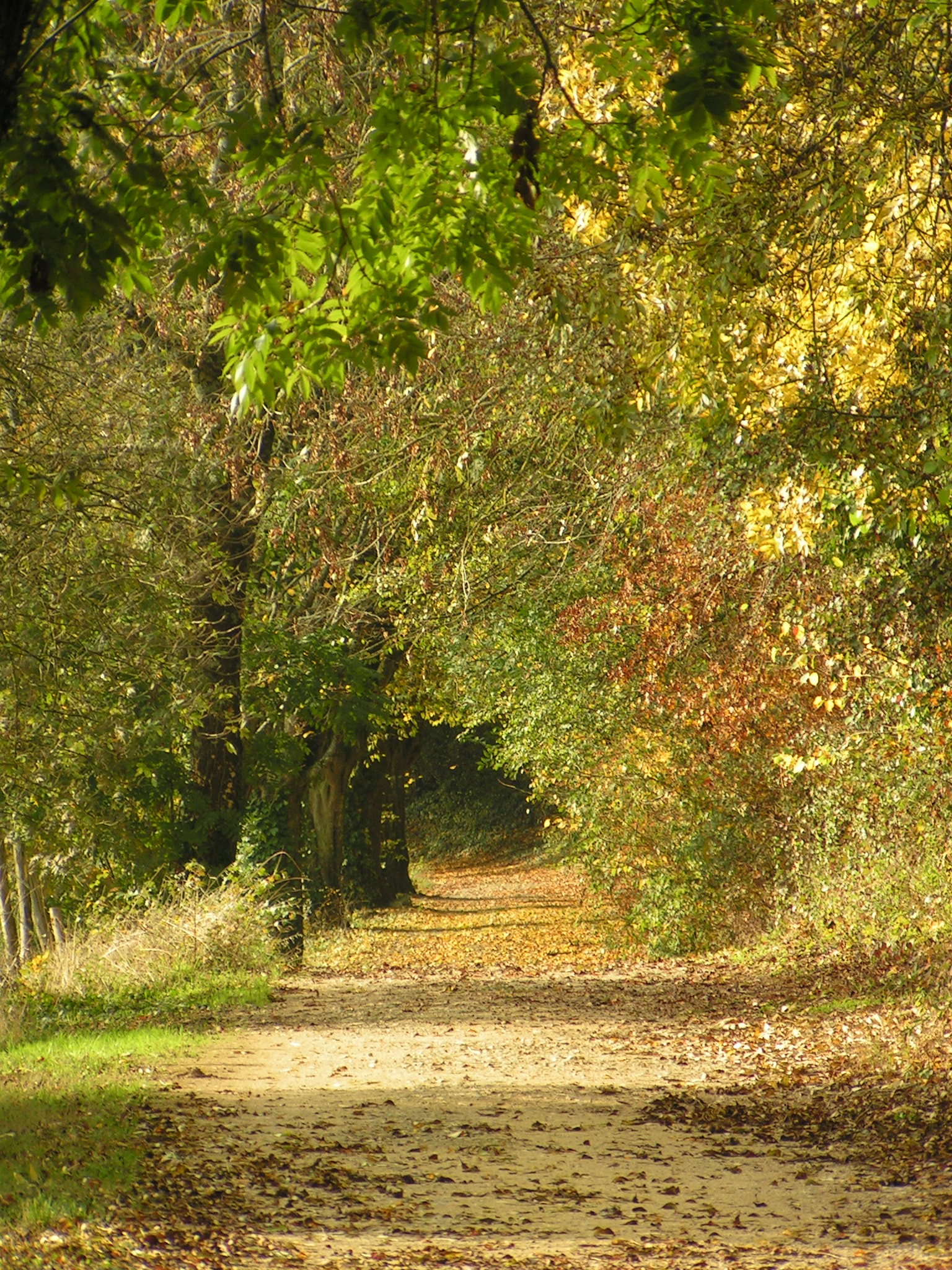 Arboretum le Chemin de la Découverte de Melle, Melle - photo 3