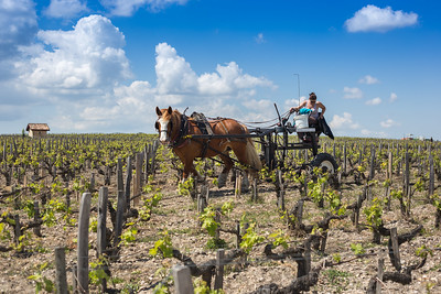 "La Randonnée des Châteaux" à Pauillac - photo 2