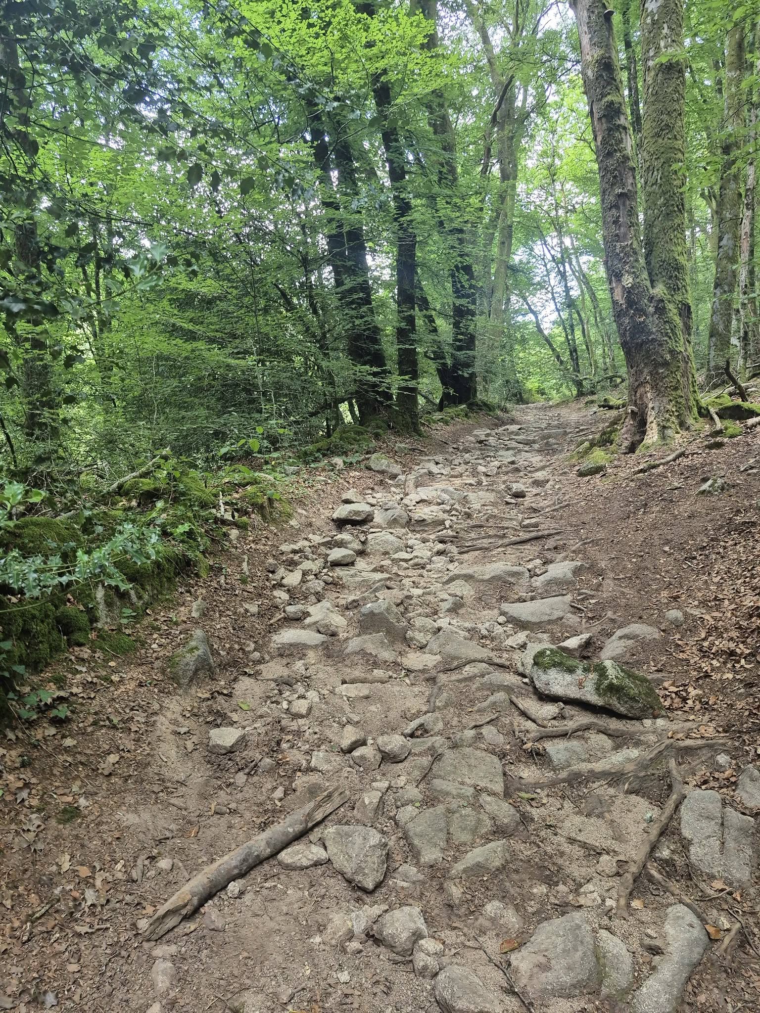Circuit pédestre n° B2 La Forêt de Chabaud - photo 2