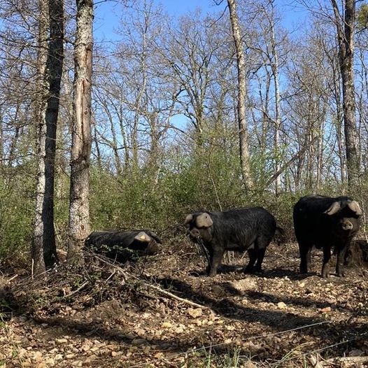 Ferme La Massinie