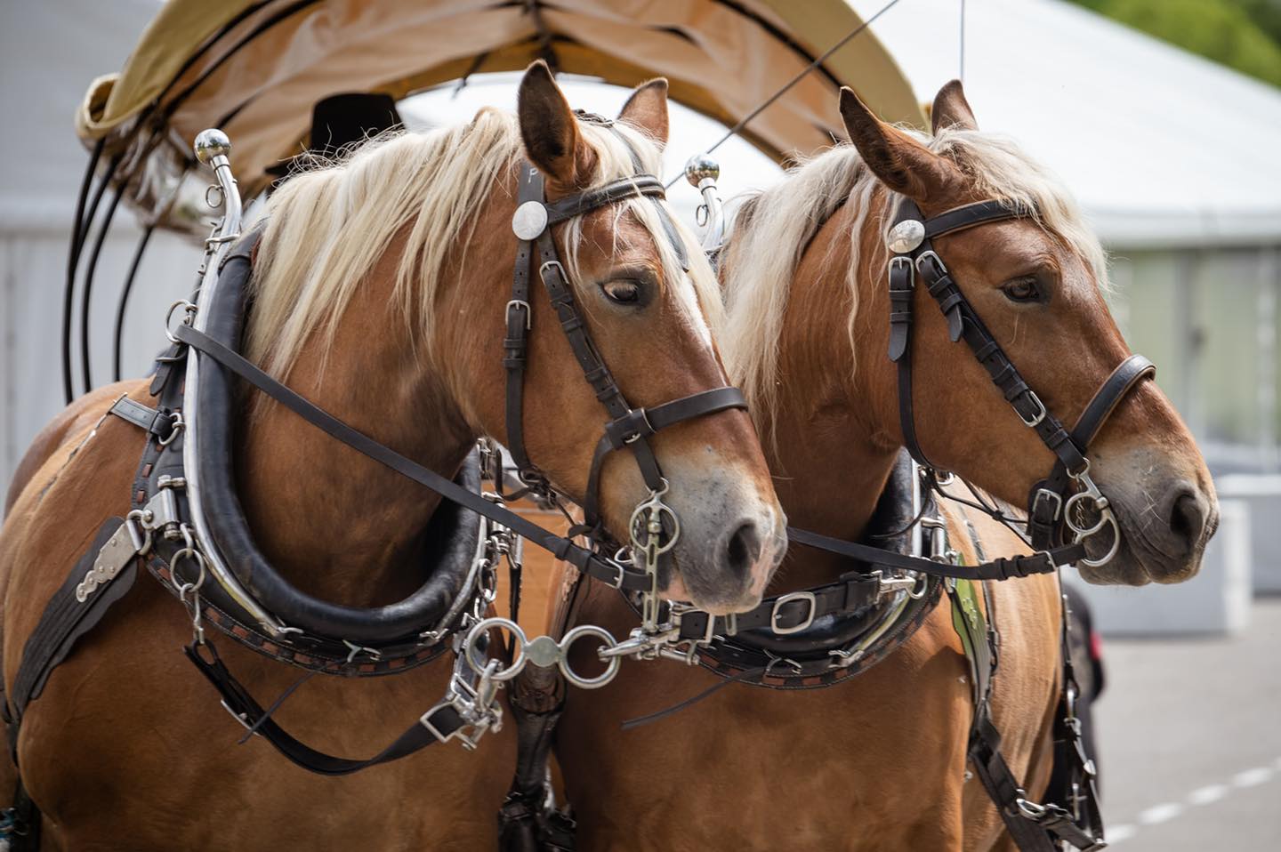 Les calèches de l'Isop - photo 4