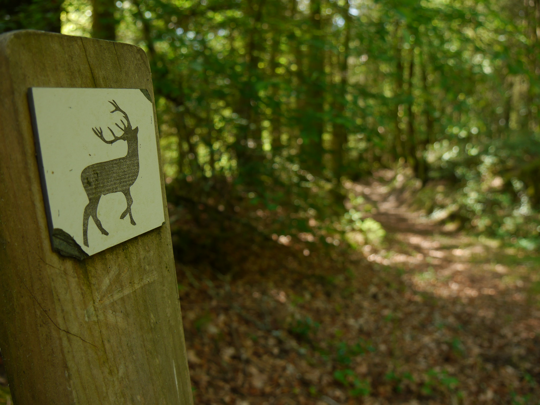 Escape Game Nature : le mystère du grand cerf — visuel événement