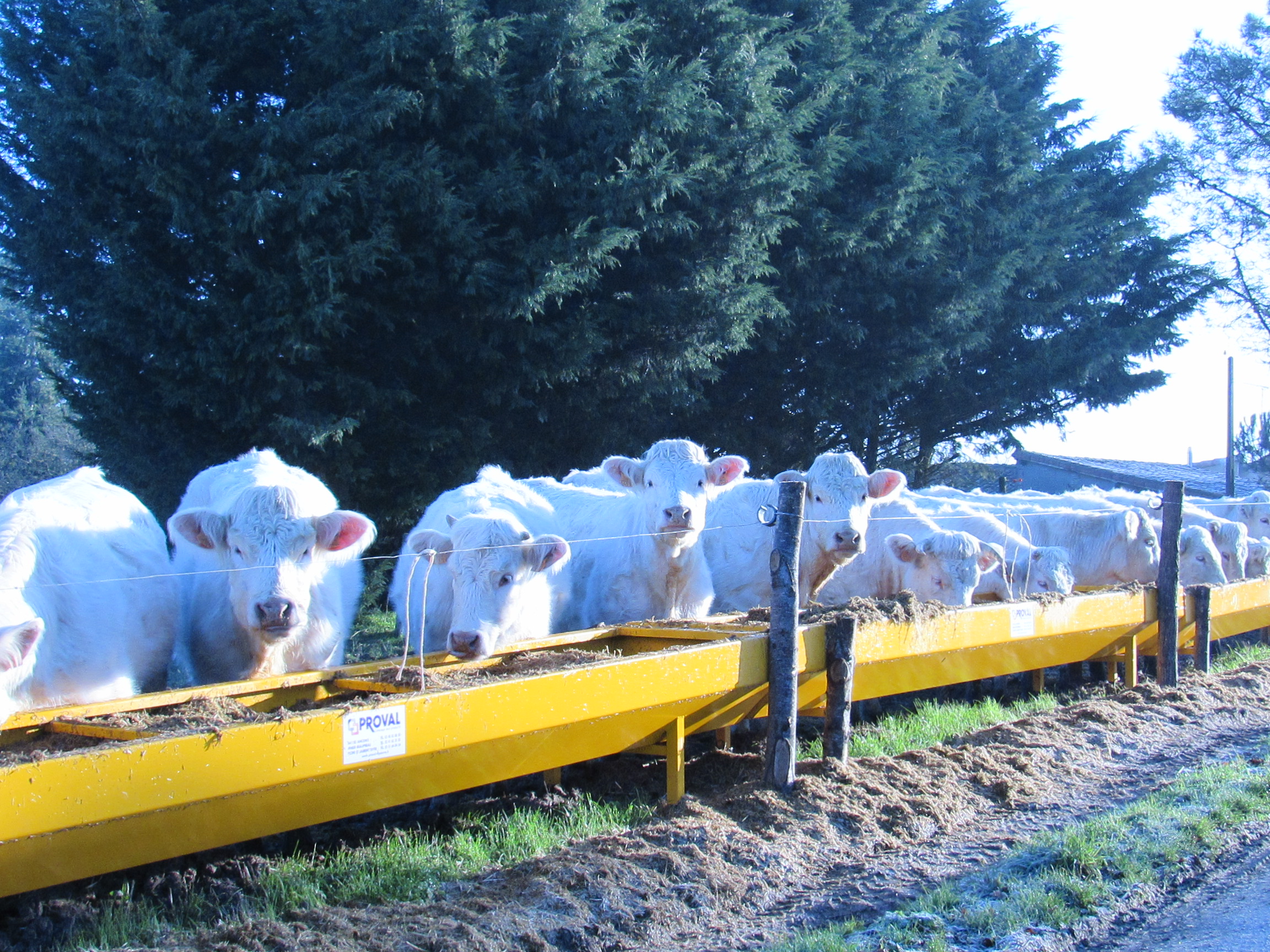 Les Chambres d'Isa, Mauléon