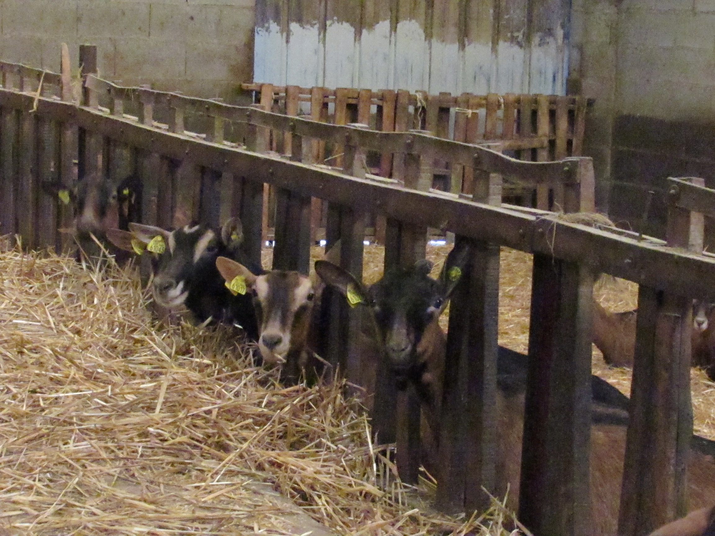 Les Chambres d'Isa, Mauléon - photo 7