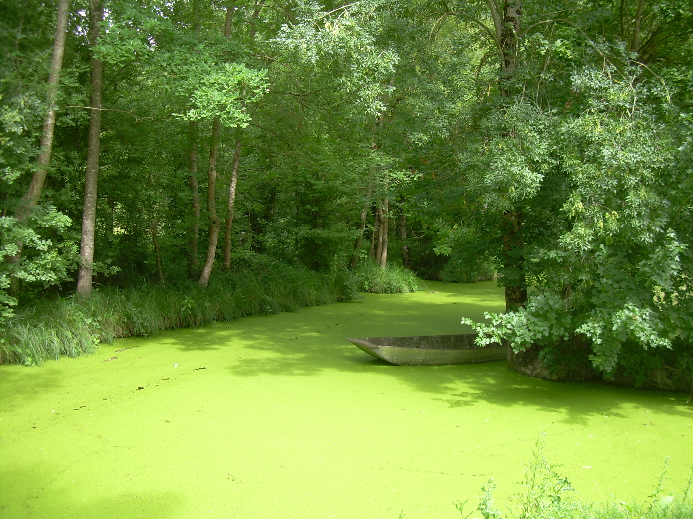 Saint-Georges-de-Rex et son marais préservé, Saint-Georges-de-Rex - photo 4