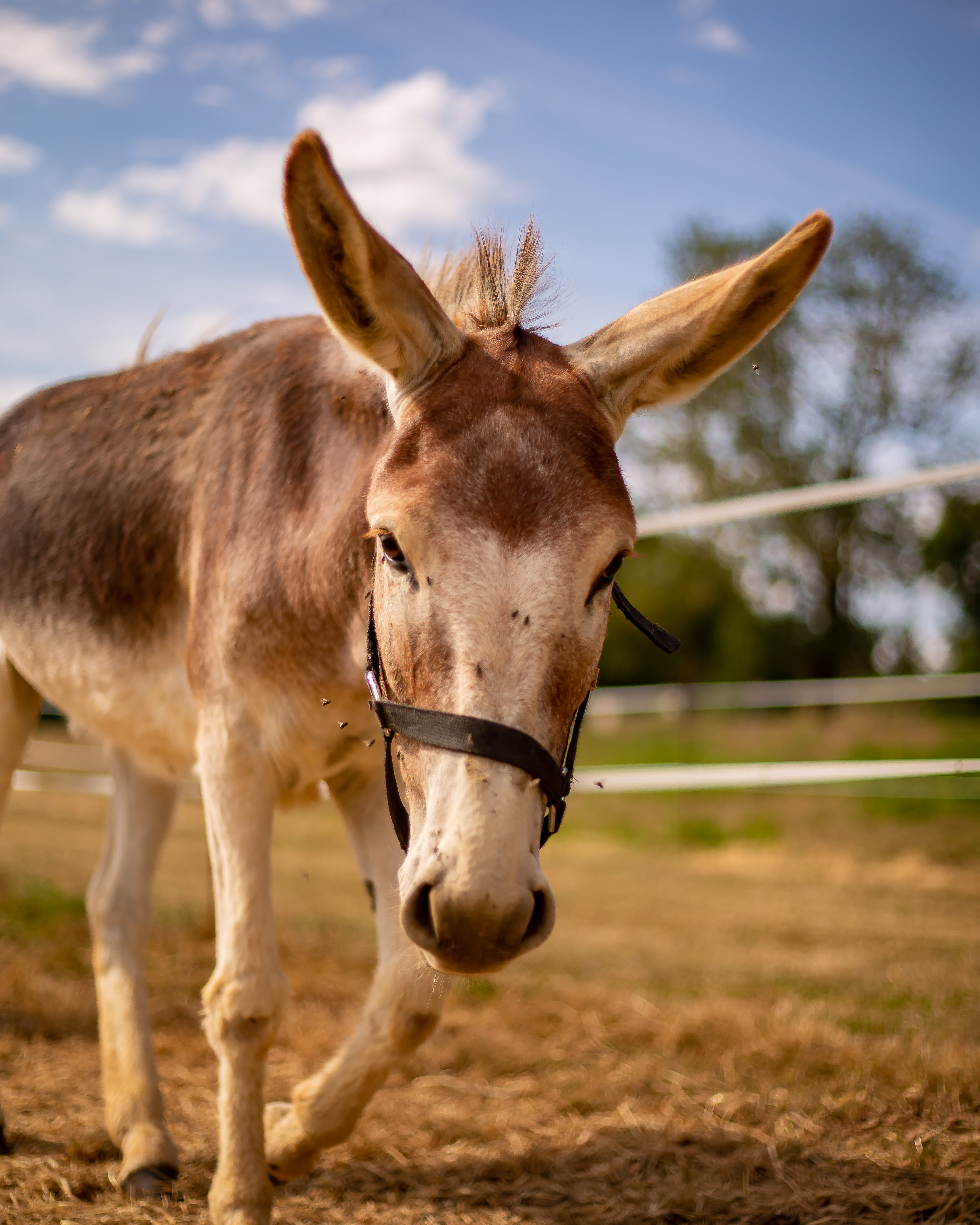 La Ferme du Petit Âge, Le Vigeant - photo 3