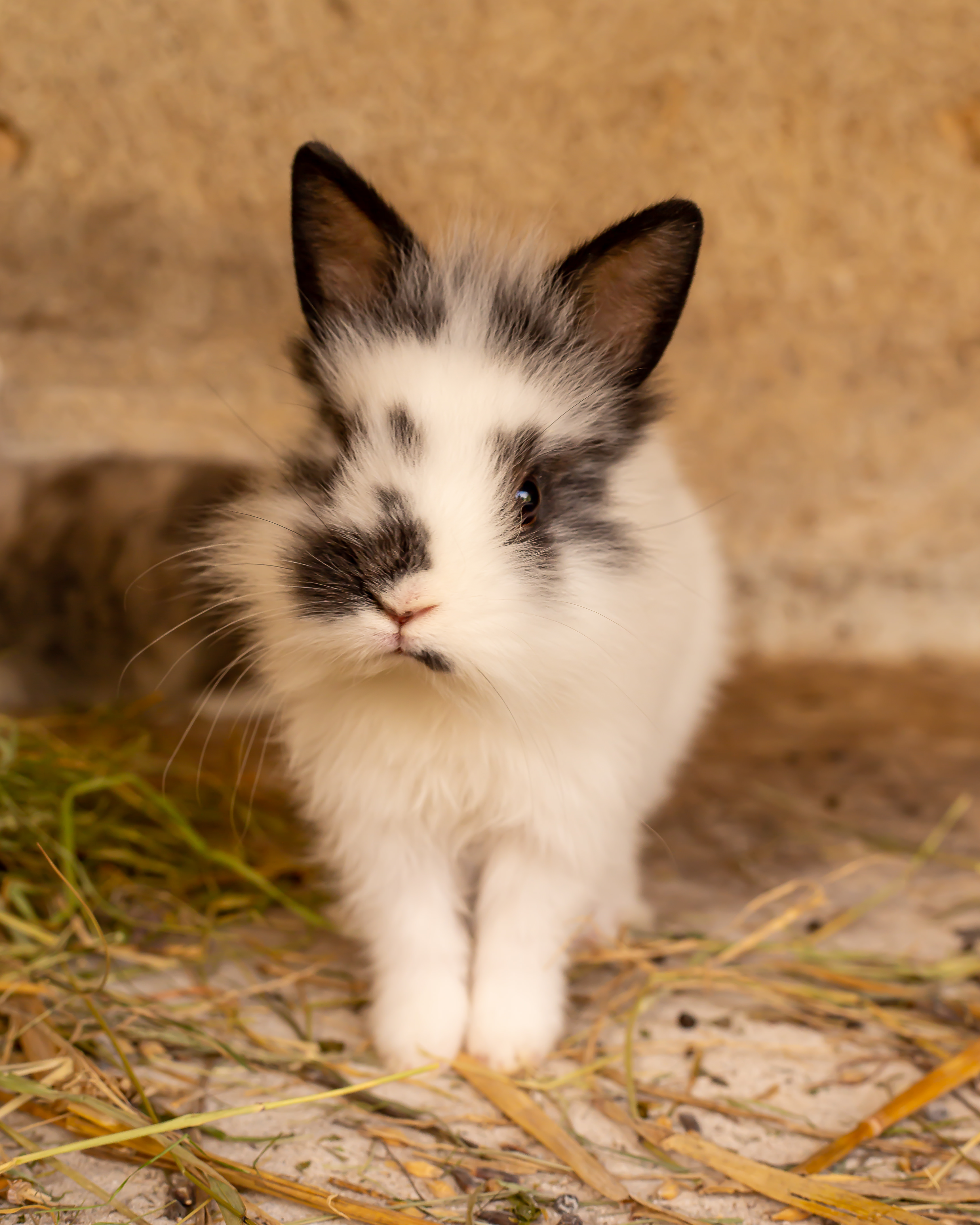 La Ferme du Petit Âge, Le Vigeant - photo 6