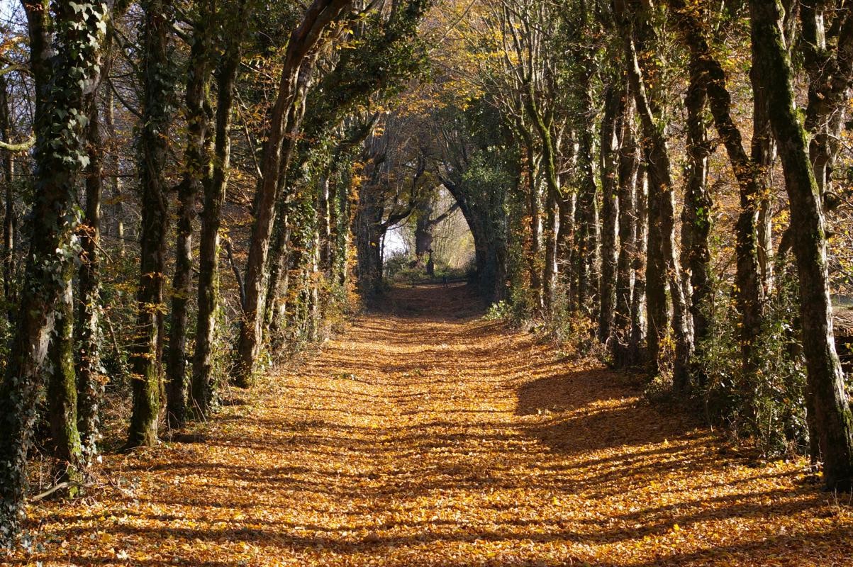Gîte "Le Pavillon des Bois" - Domaine Les Roches Blanches, Le Pin - photo 2