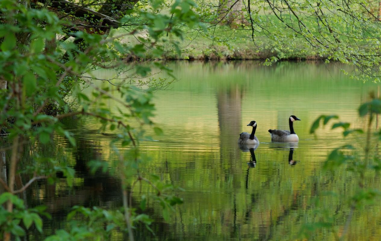 Gîte "Le Pavillon des Bois" - Domaine Les Roches Blanches, Le Pin - photo 3