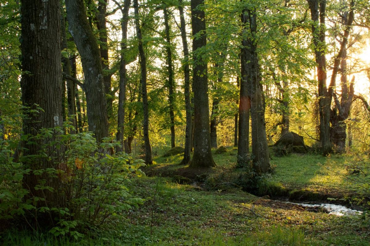 Gîte "Le Pavillon des Bois" - Domaine Les Roches Blanches, Le Pin - photo 9