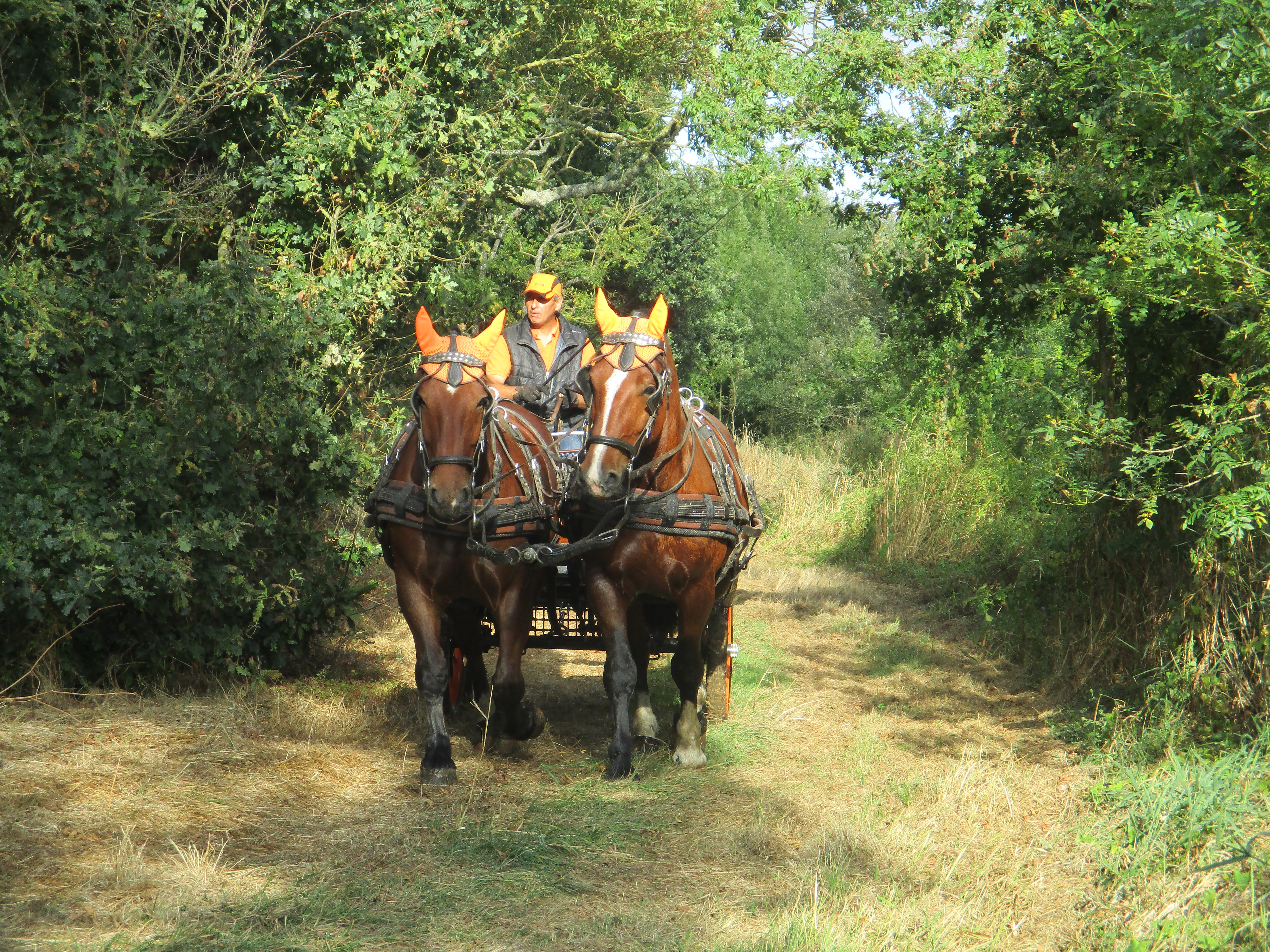 Promenade en attelage avec les Ecuries de Saint Nicolas - photo 2