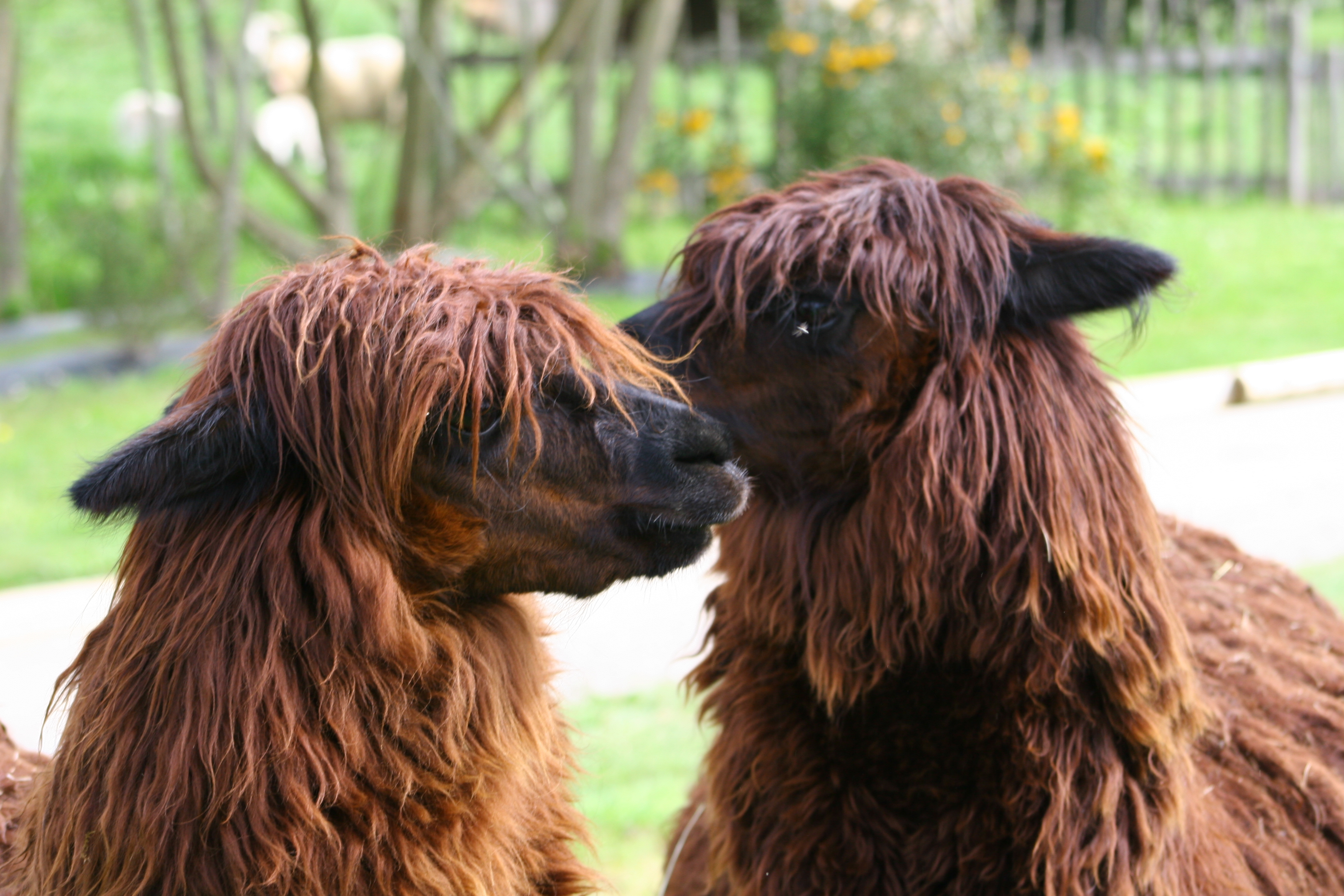 Parc Touristique Mouton Village, Vasles - photo 13