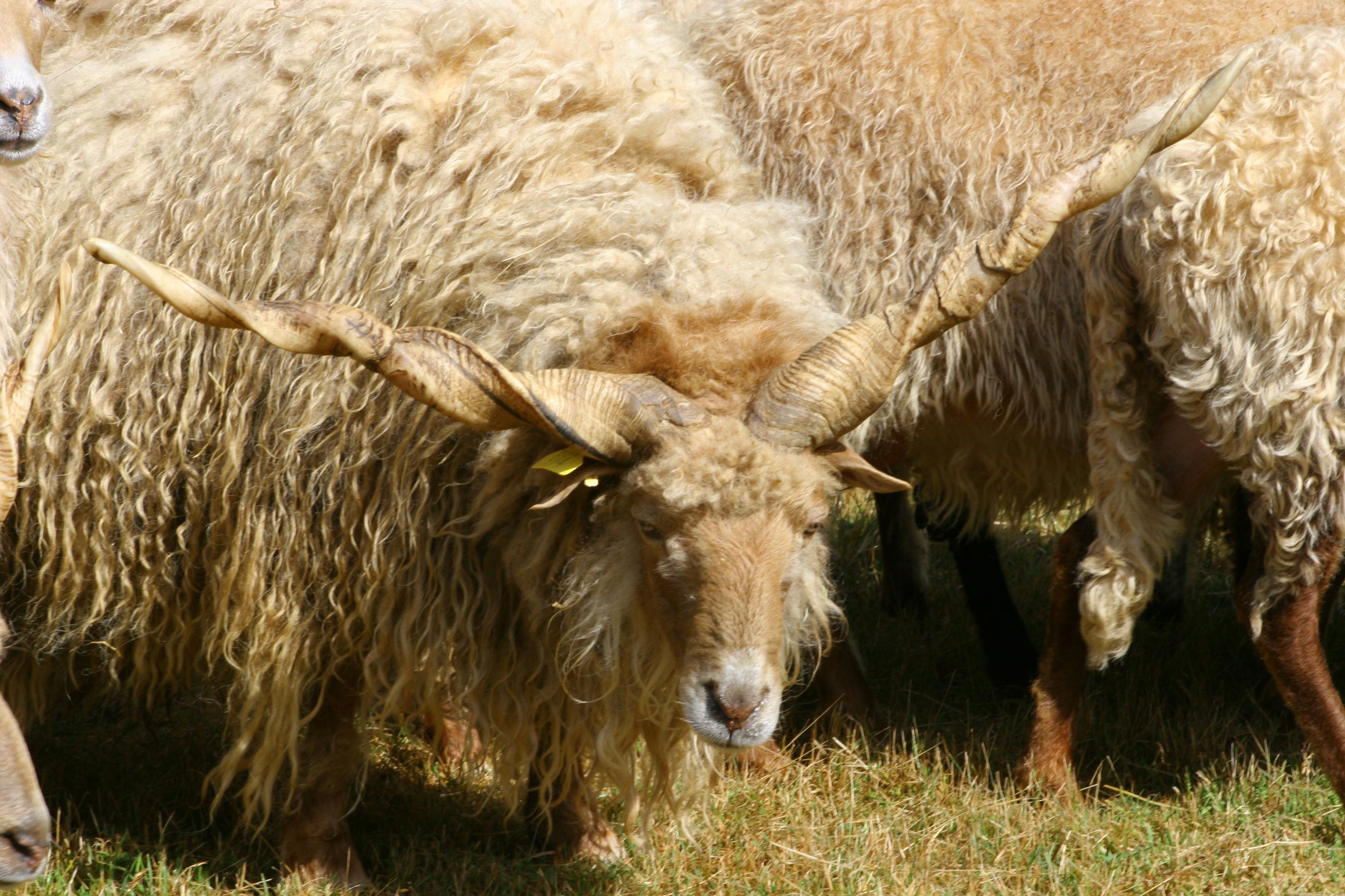 Parc Touristique Mouton Village, Vasles - photo 10