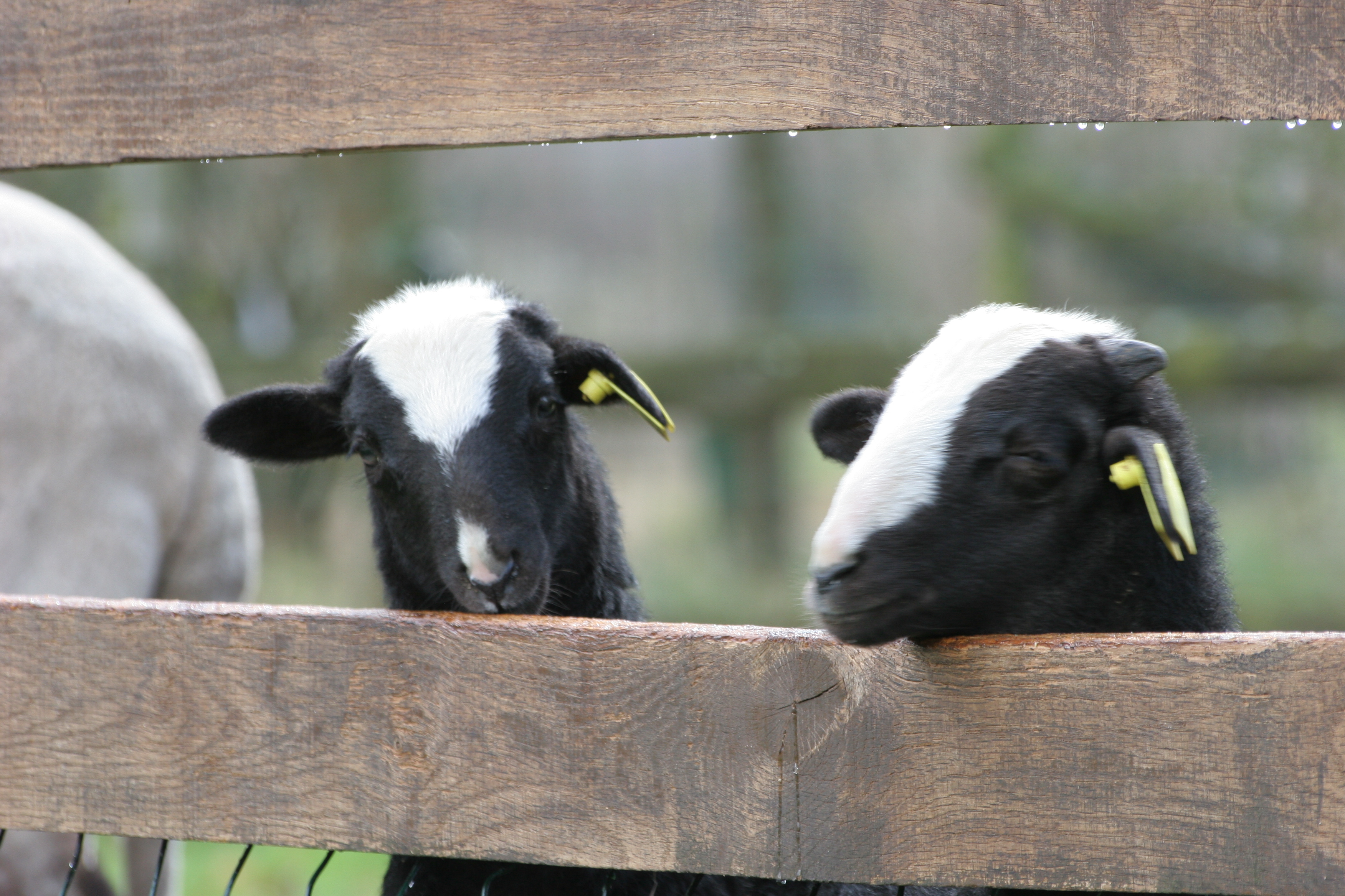 Parc Touristique Mouton Village, Vasles - photo 3