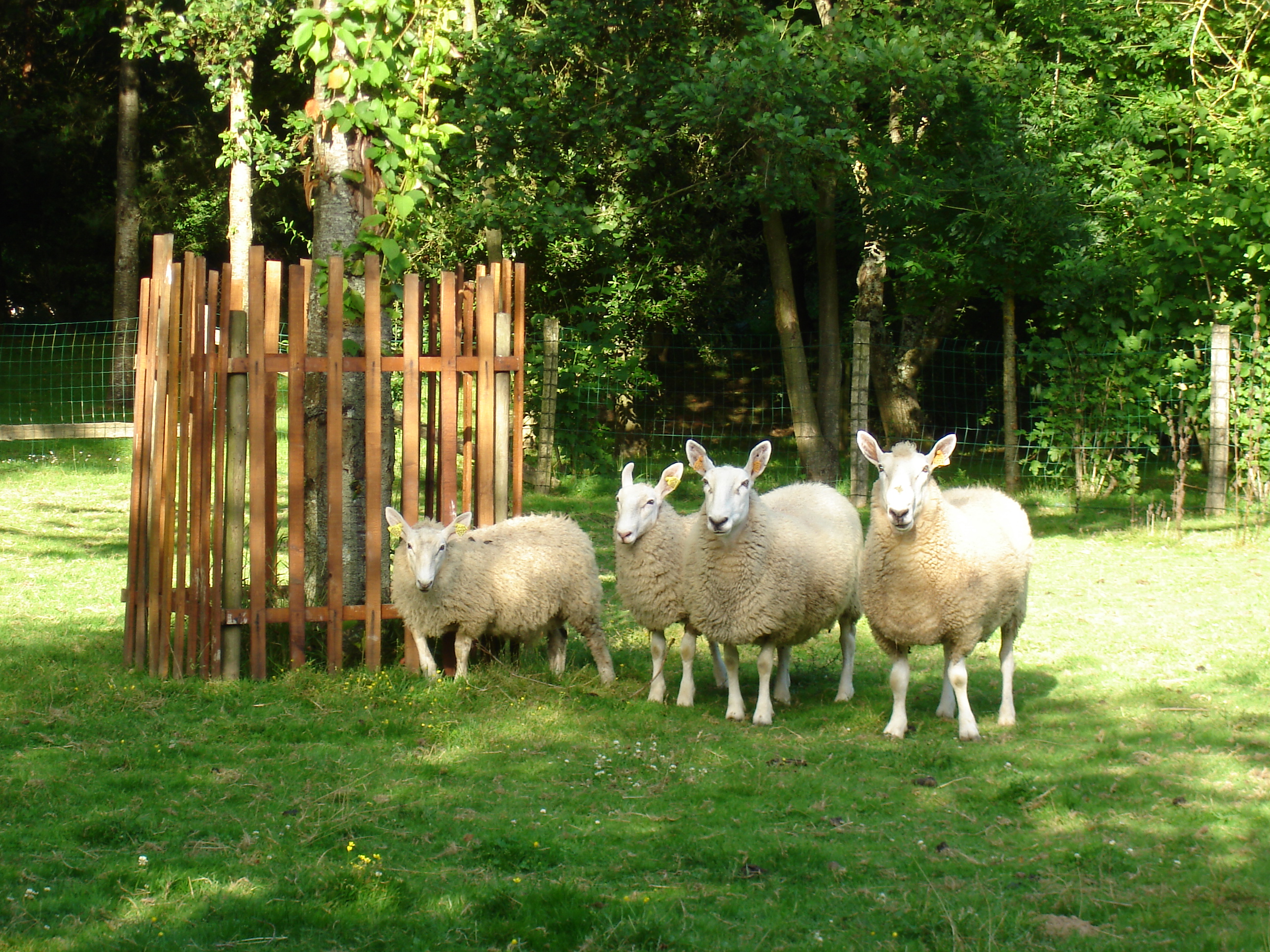 Parc Touristique Mouton Village, Vasles - photo 4