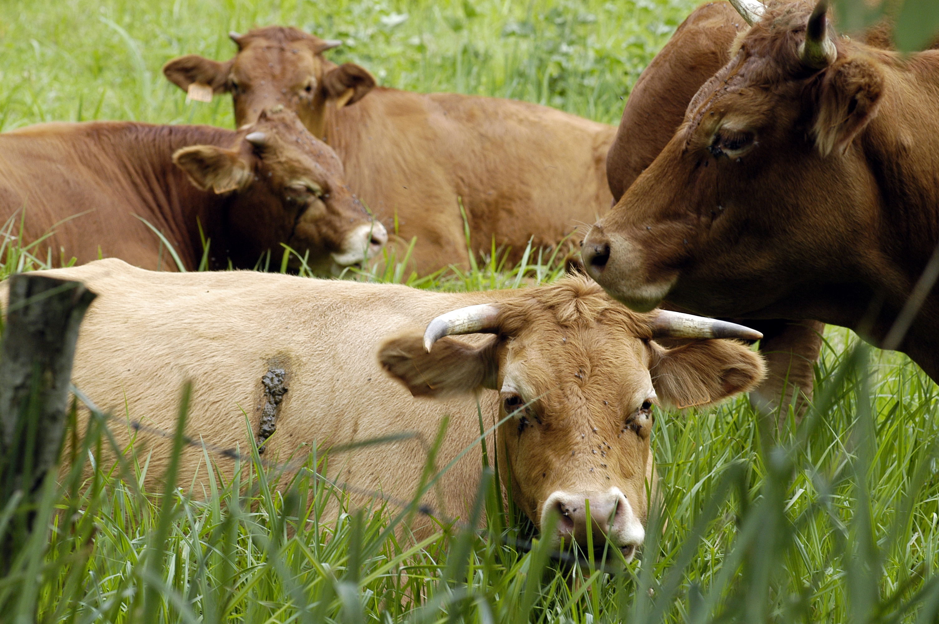 Le Bourdet et son Sentier de la Maraîchine, Le Bourdet
