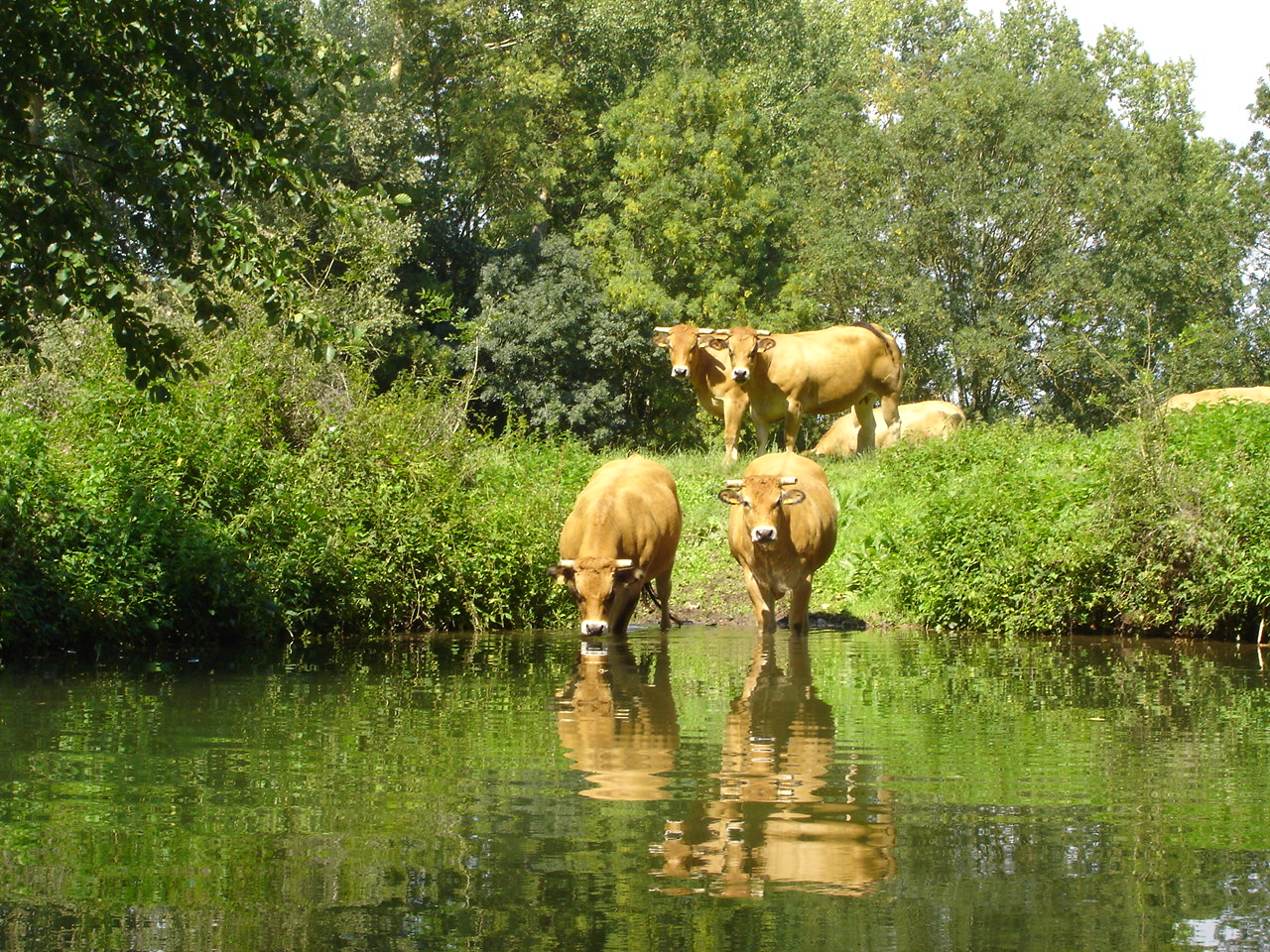 Gîte Arlette, Bessines - photo 4