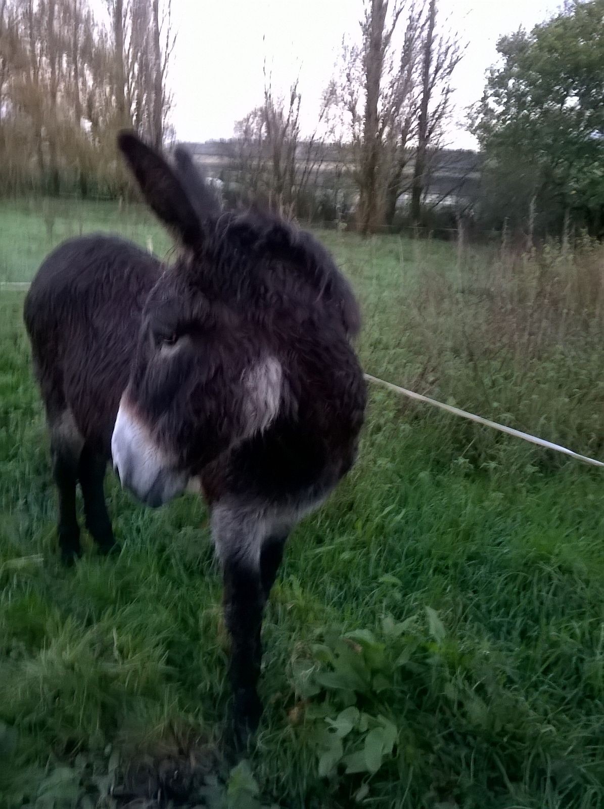 Les Guyonnières, Mauléon - photo 18