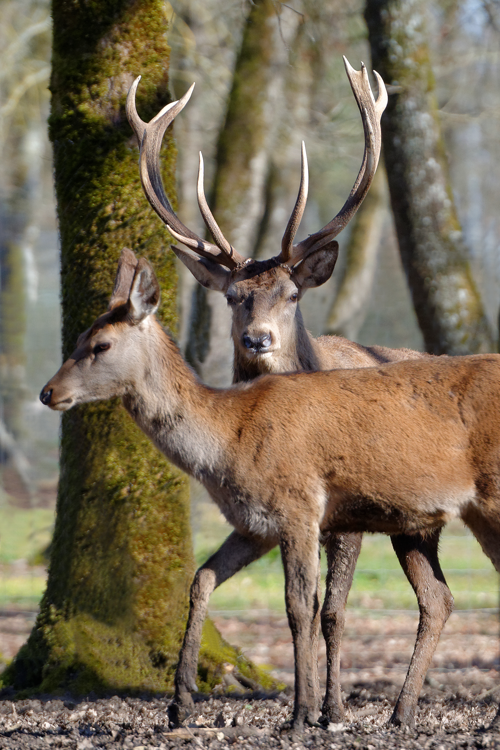 Parc animalier Zoodyssée, Villiers-en-Bois - photo 16