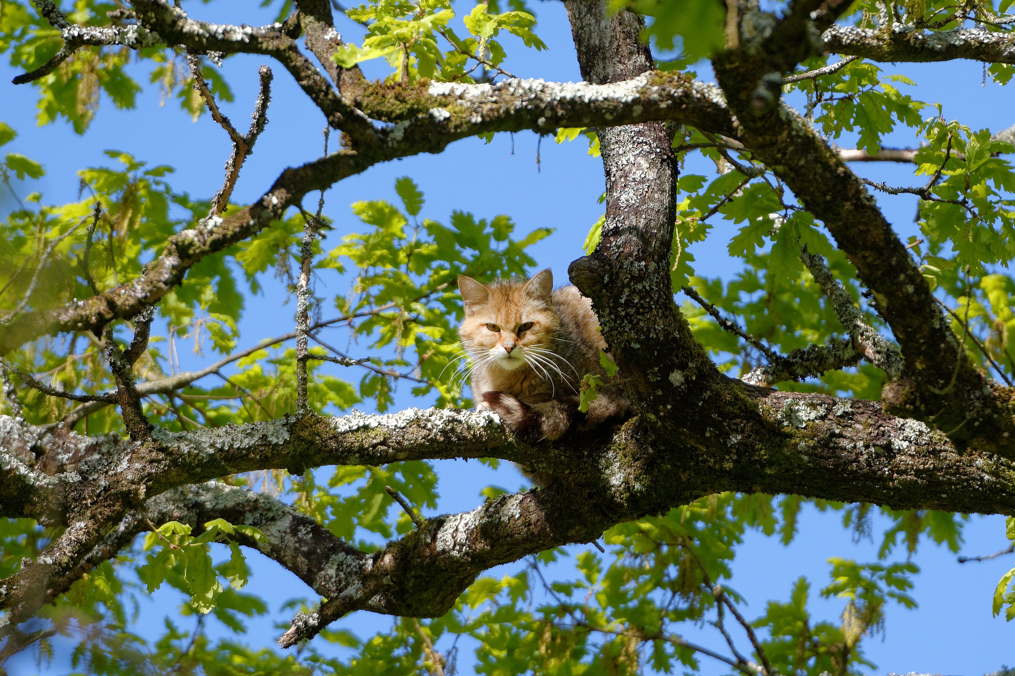 Parc animalier Zoodyssée, Villiers-en-Bois - photo 5