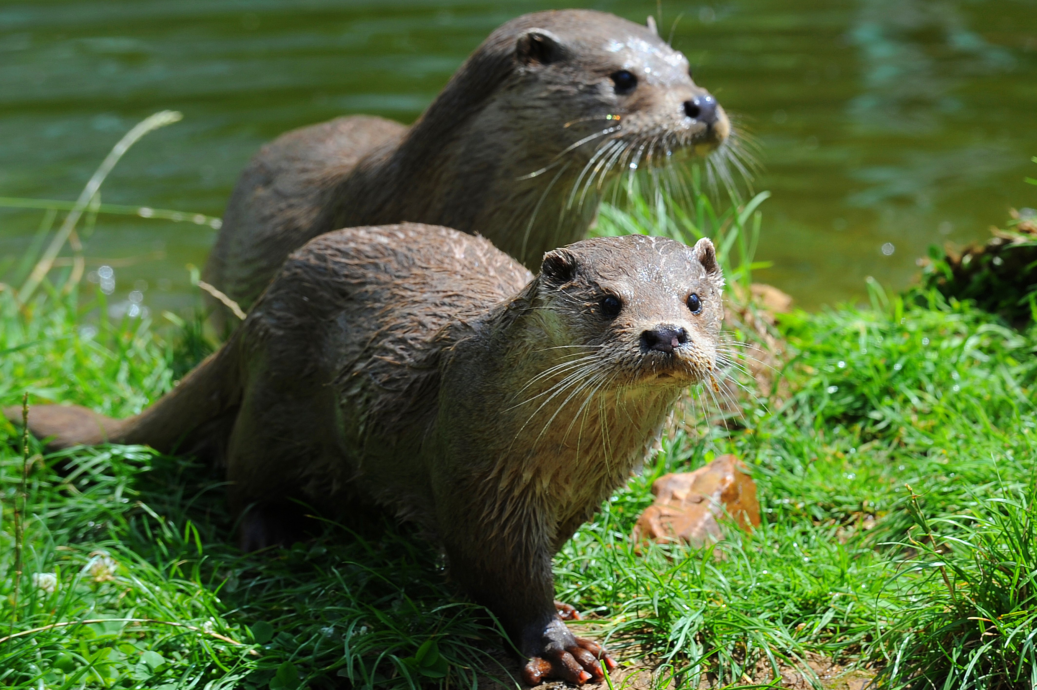 Parc animalier Zoodyssée, Villiers-en-Bois - photo 11