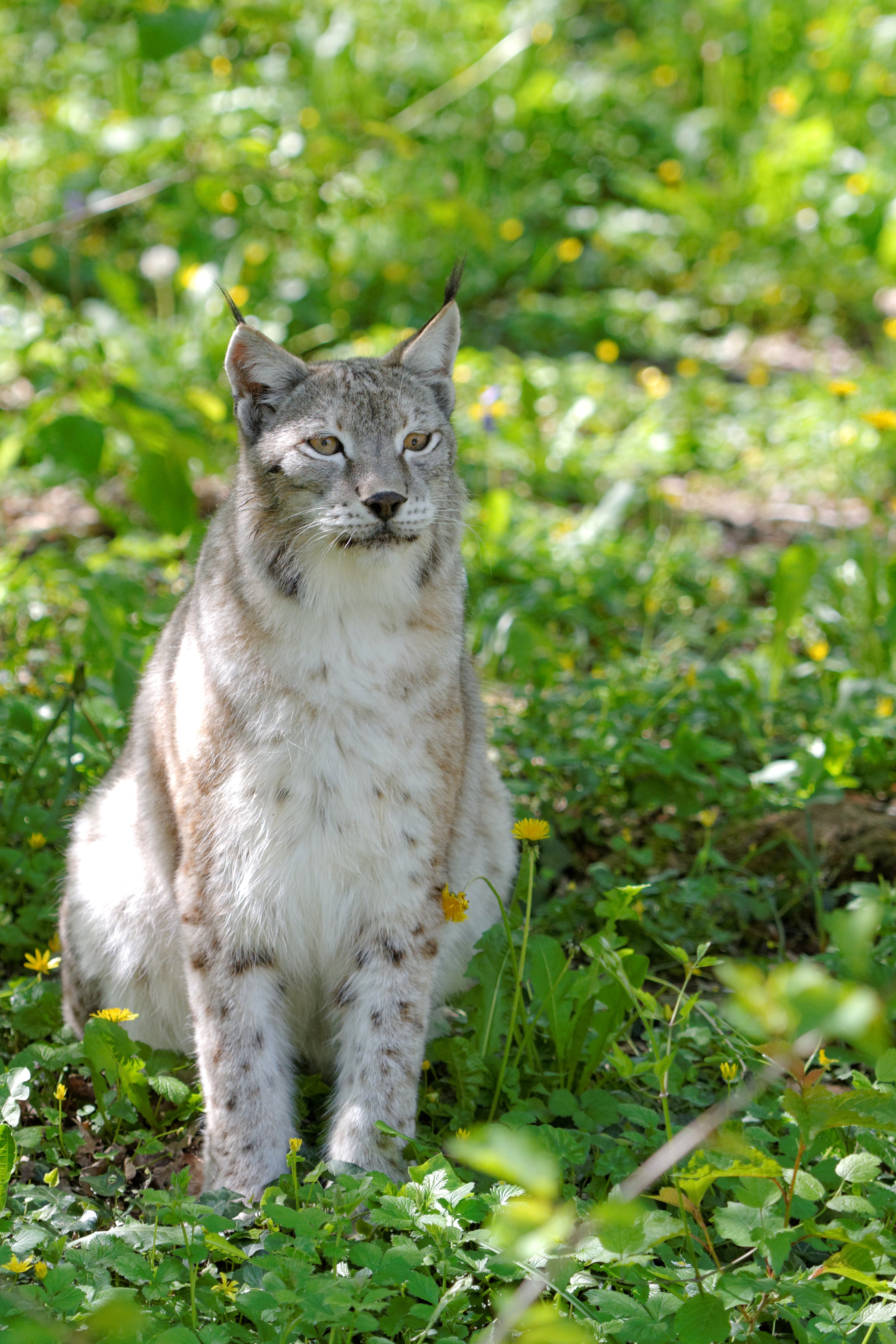 Parc animalier Zoodyssée, Villiers-en-Bois - photo 10