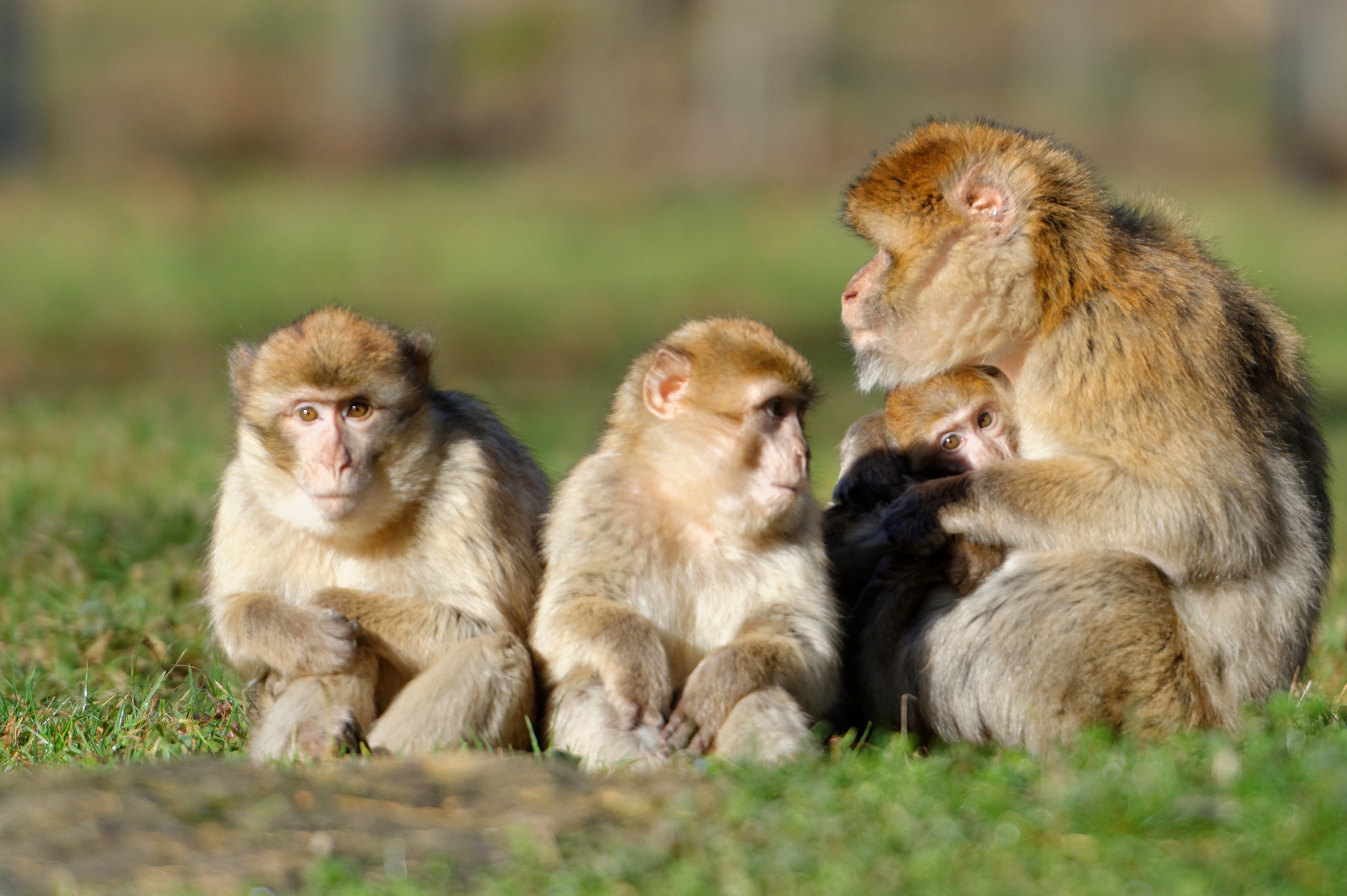 Parc animalier Zoodyssée, Villiers-en-Bois - photo 15