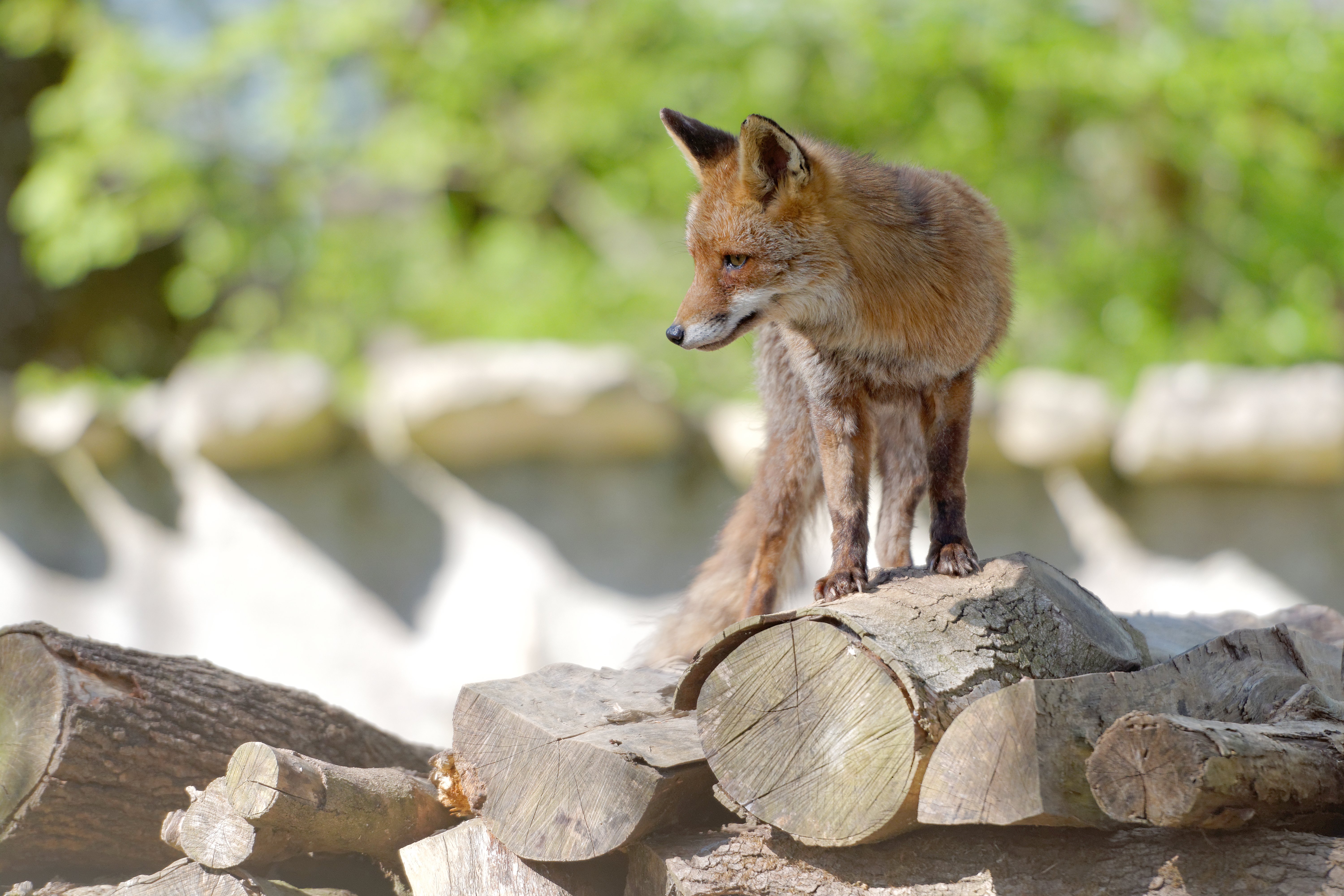 Parc animalier Zoodyssée, Villiers-en-Bois - photo 3