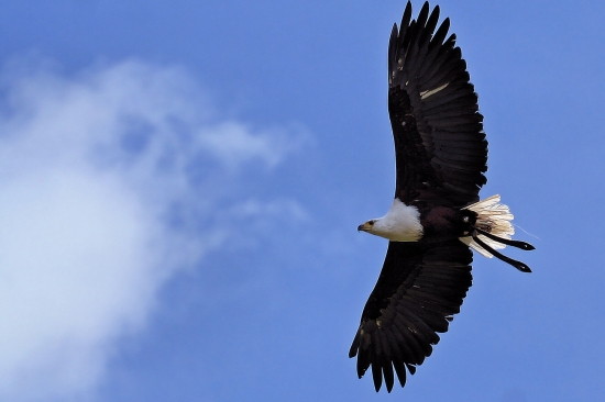 A la recherche es aigles de la vallée, à la réserve départementale de biodiversité d'Argentat — visuel événement