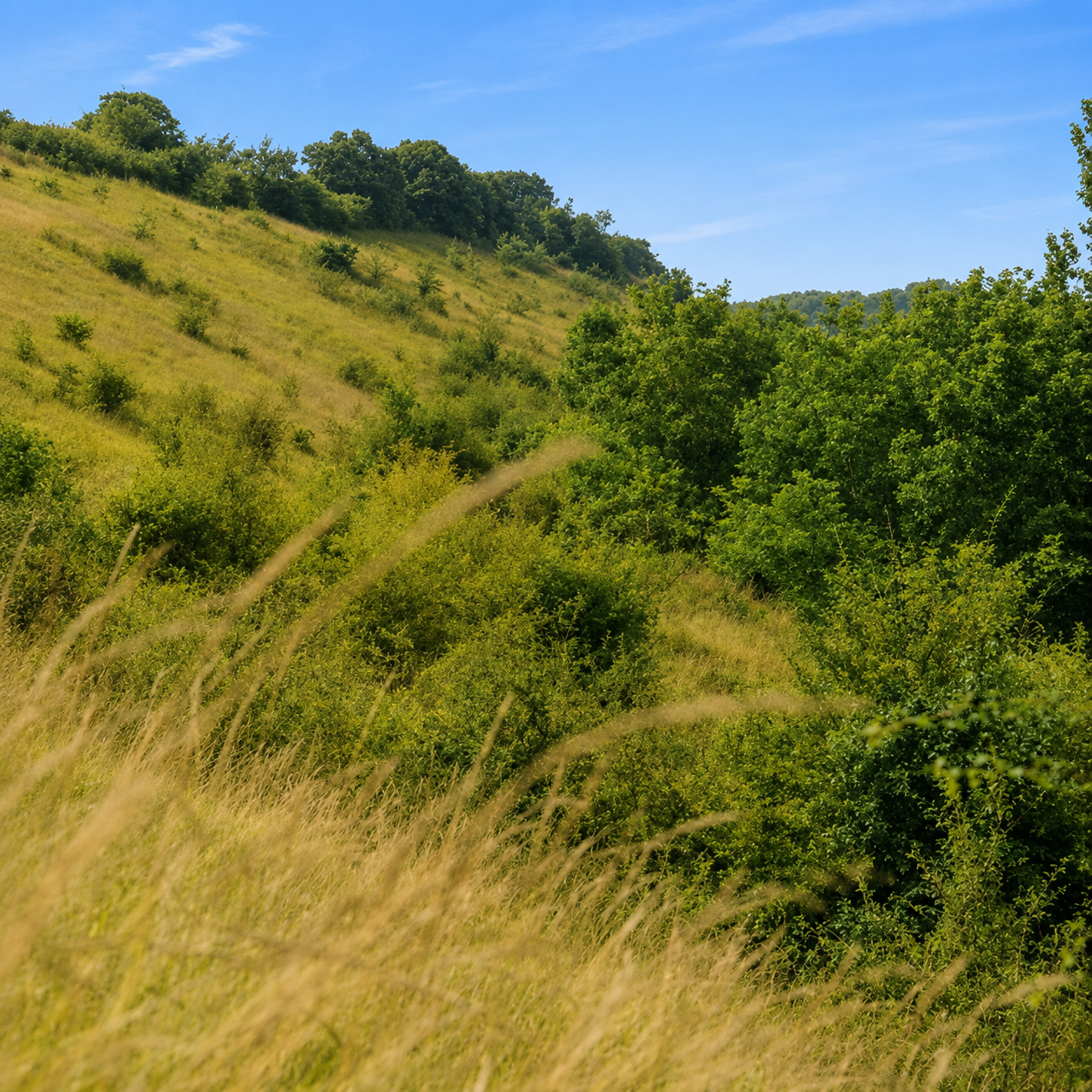 Availles Thouarsais -" Espace Naturel Sensible" Les vallées sèches