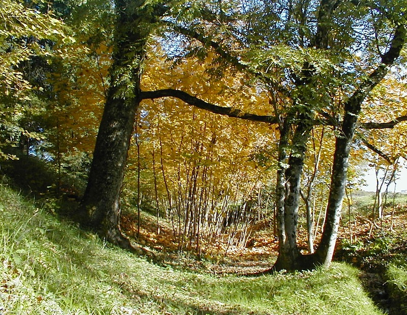 Rendez-vous aux jardins - au jardin d'hélys-oeuvre, Saint-Médard-d'Excideuil - photo 5